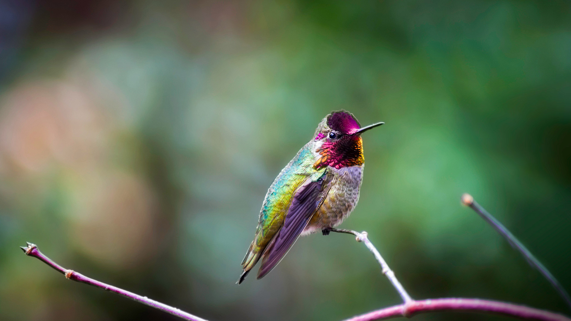 Anna's hummingbird - Dee/Getty Images)