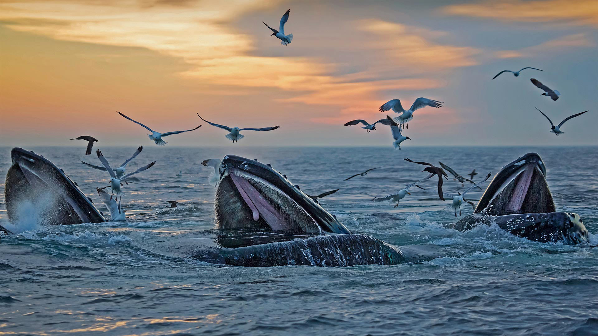 Humpback whales off the coast of Massachusetts - Eric Kulin/plainpicture)