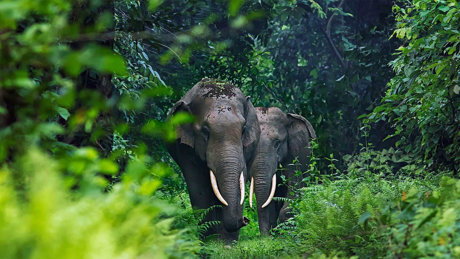 Asian elephants in West Bengal, India - Avijan Saha