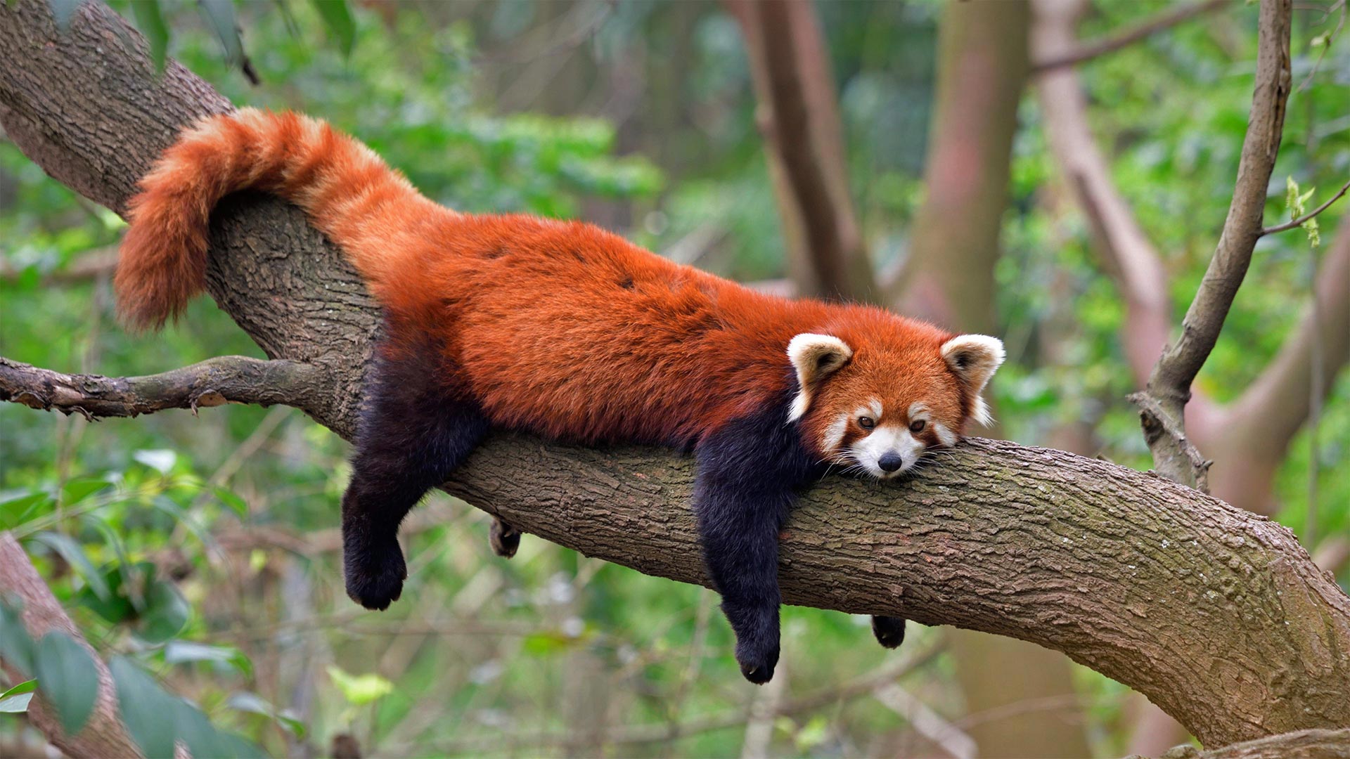 Red panda at the Chengdu Panda Base in Sichuan province, China - Biosphoto/Alamy)