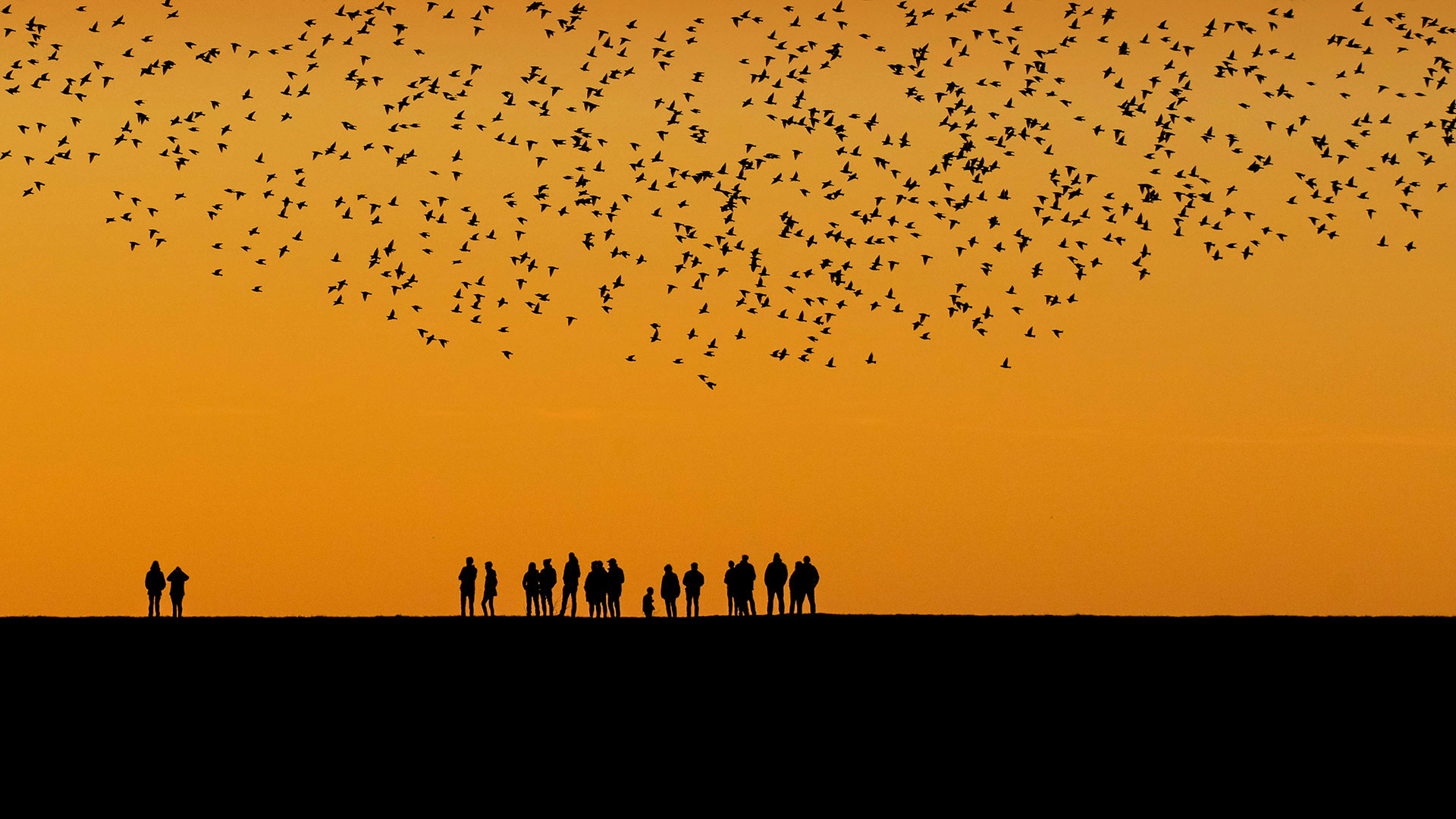 Starlings in the wetlands between Denmark and Germany - Viking/Alamy)