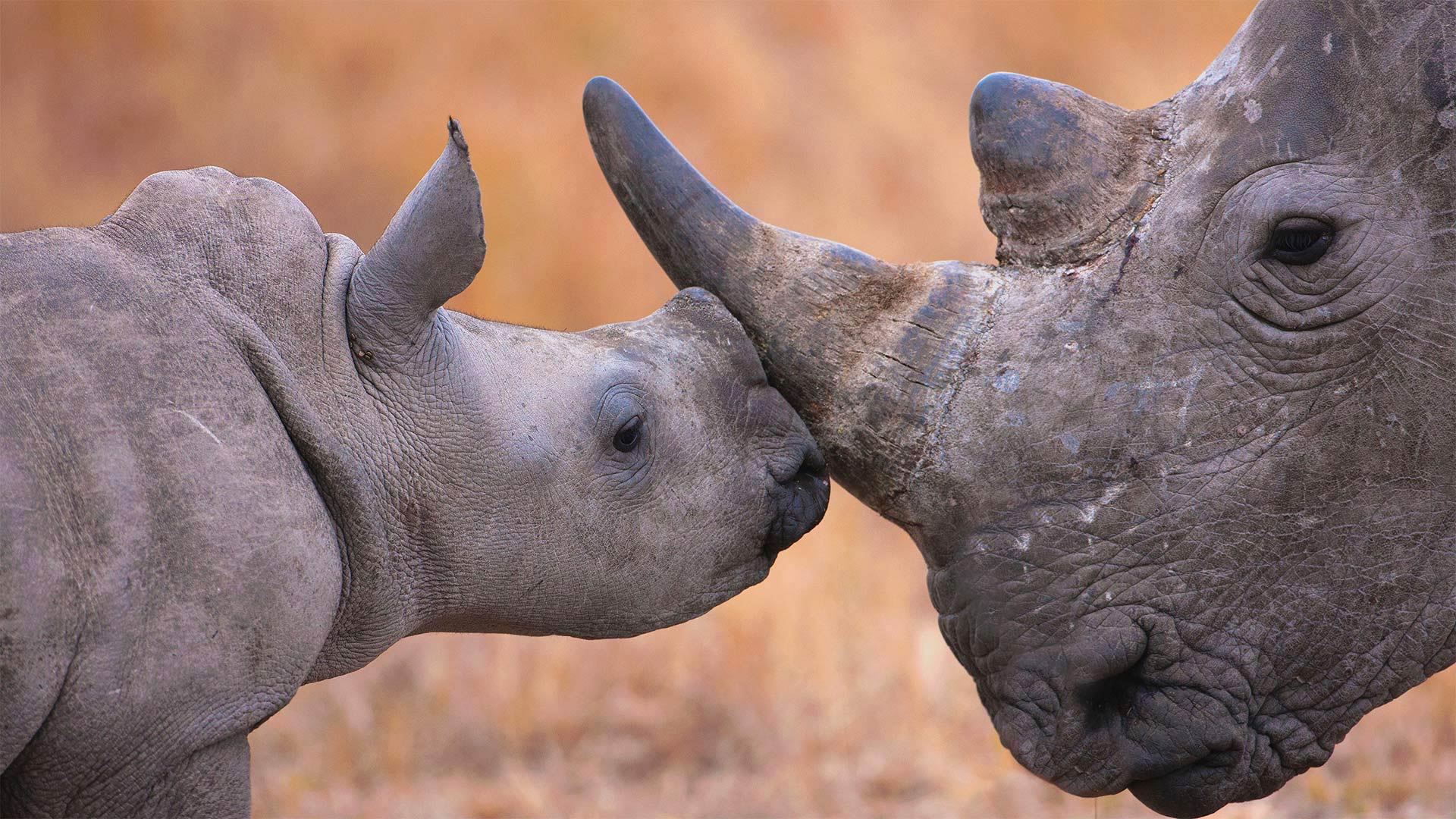Baby white rhinoceros and mother in Hluhluwe–iMfolozi Park, South Africa - Martin Harvey/Alamy)