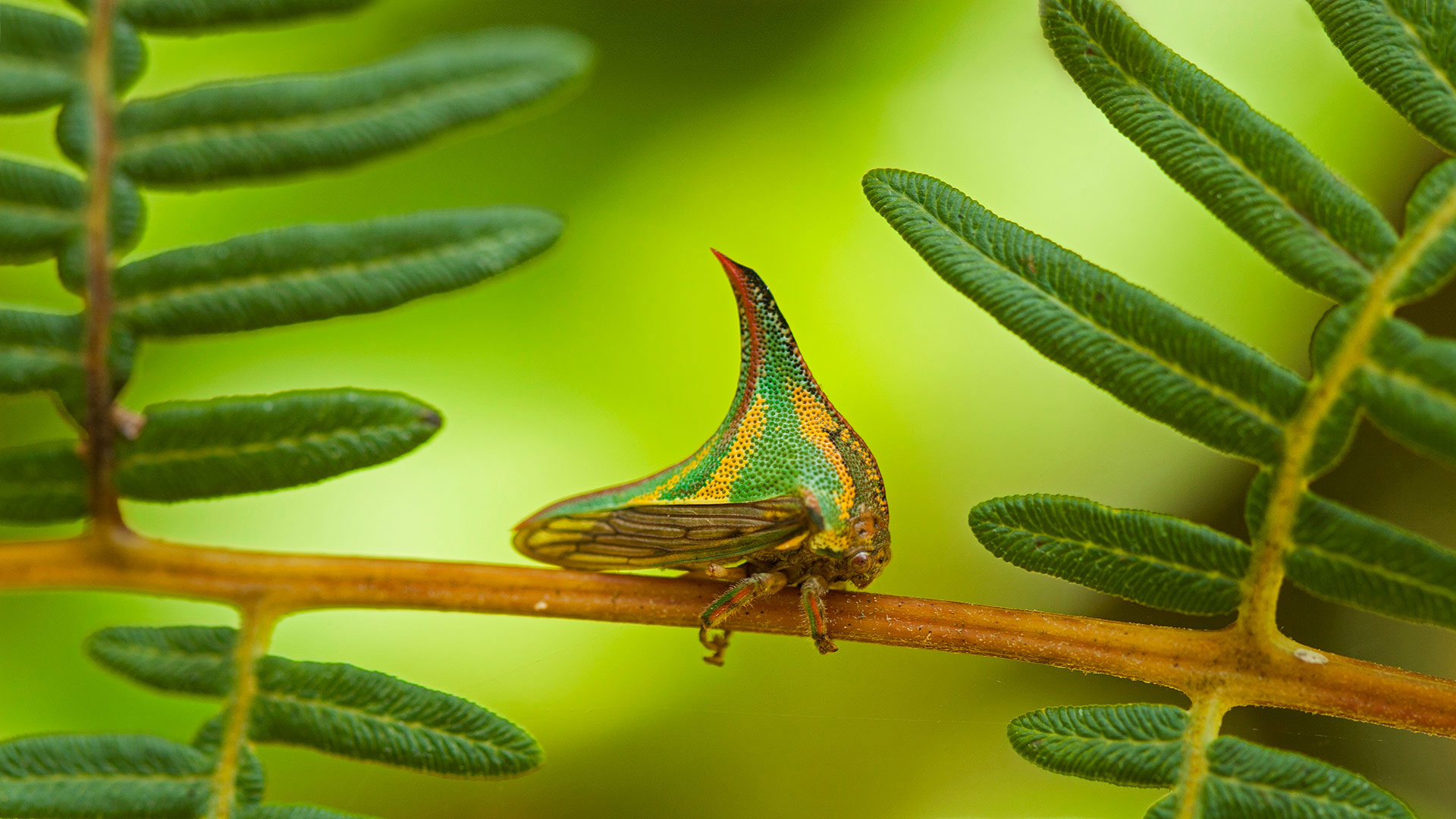 Thorn bug, Pico Bonito National Park, Honduras - Mac Stone/Tandem Stills + Motion)