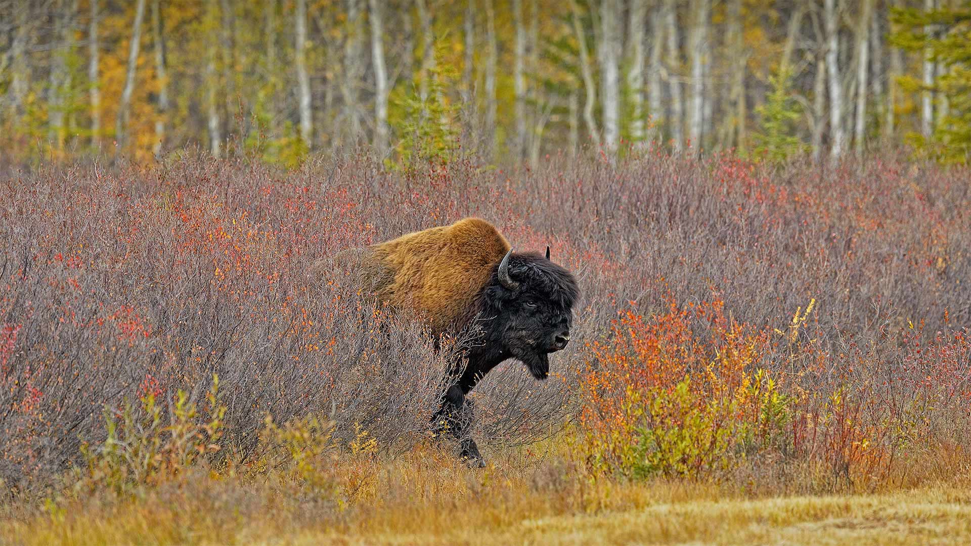 A wood bison near Behchoko, in the Northwest Territories, Canada - Don Johnston/agefotostock)