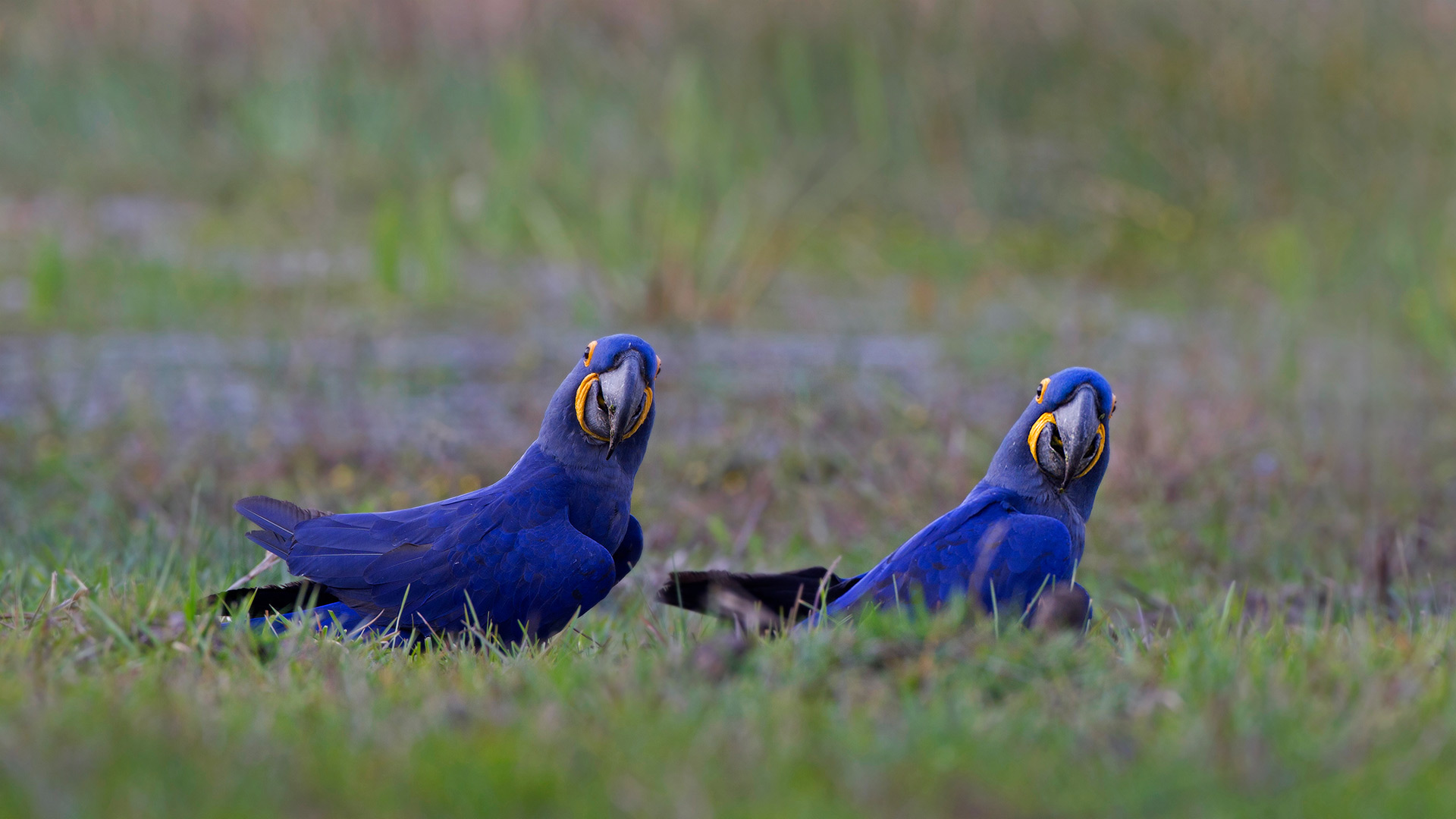 Hyacinth macaws in the Pantanal region of Brazil - David Pattyn