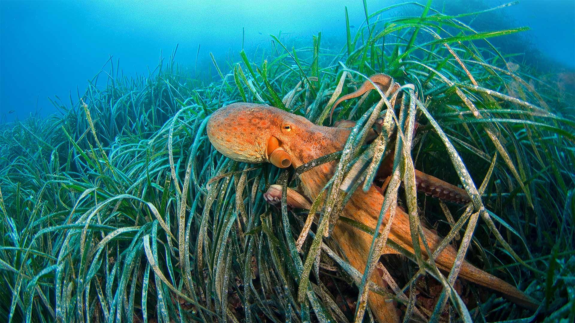 Common octopus off the coast of France in the Mediterranean Sea - BIOSPHOTO/Alamy)