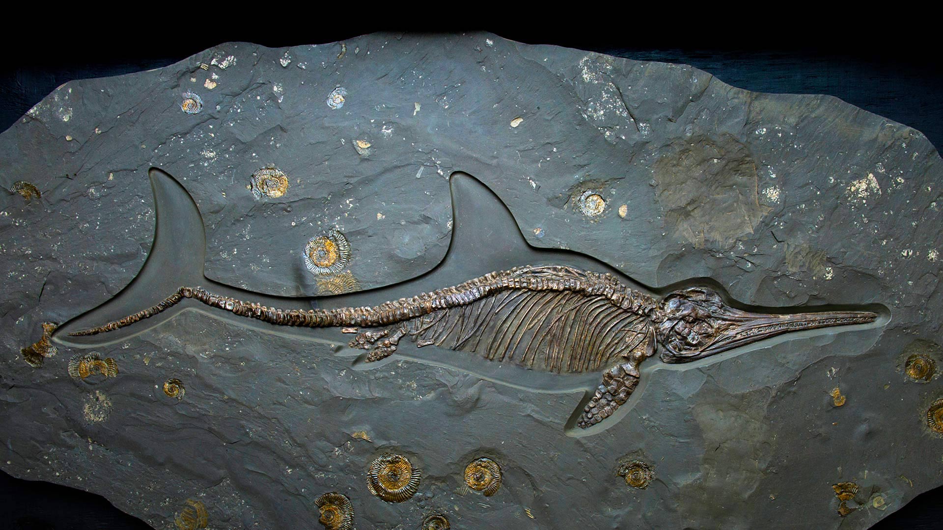 An ichthyosaur fossil of the Jurassic period, Dinosaurland Fossil Museum, Lyme Regis, Dorset, England - Christopher Jones/Alamy)