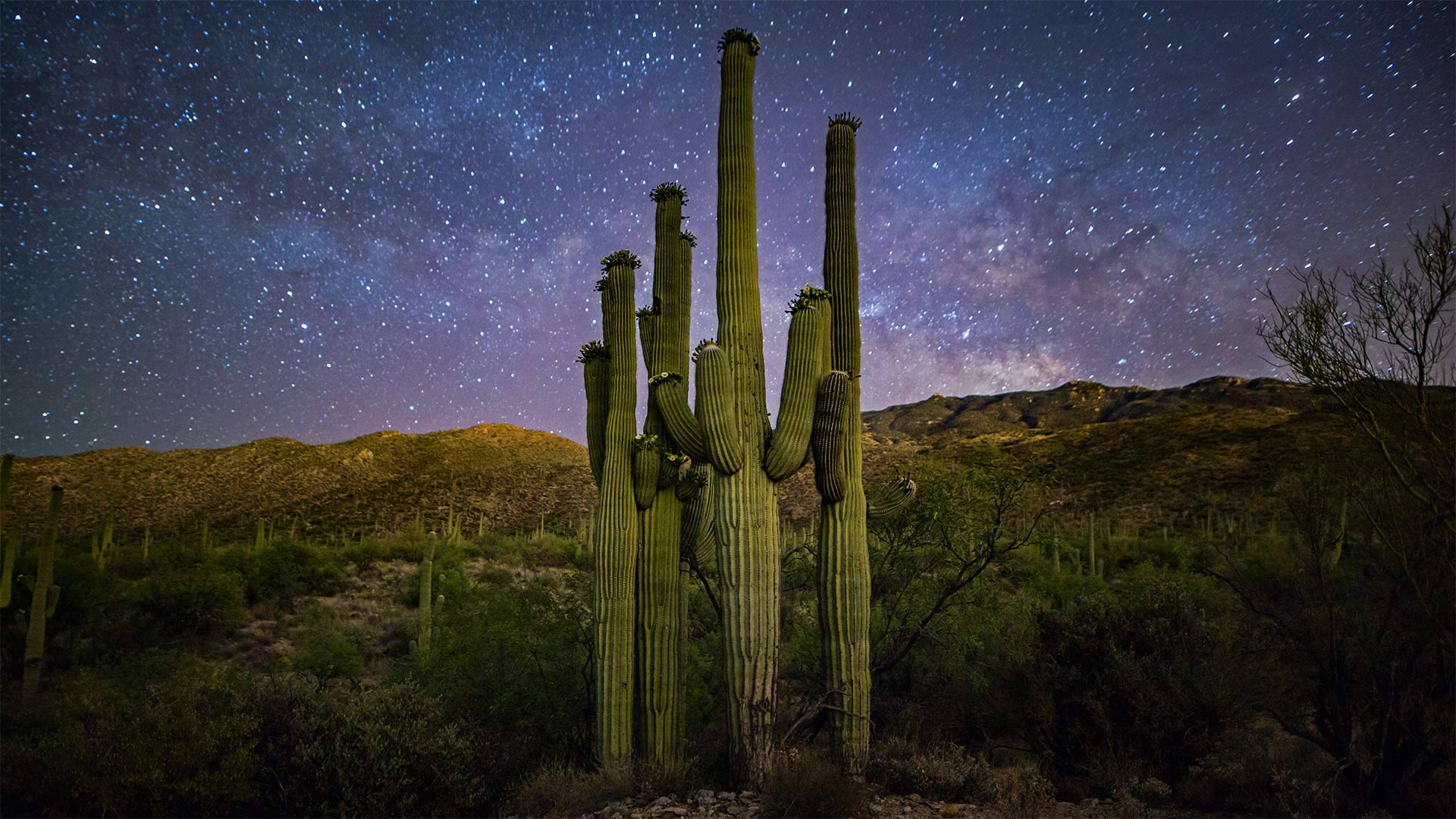 Saguaro 'family' and Milky Way, Saguaro National Park, Arizona - Christian Foto Az/Shutterstock)