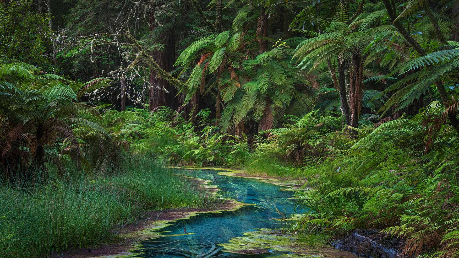 Redwood Memorial Grove in Whakarewarewa Forest, North Island, New Zealand - Michael Breitung/Huber/eStock Photo)