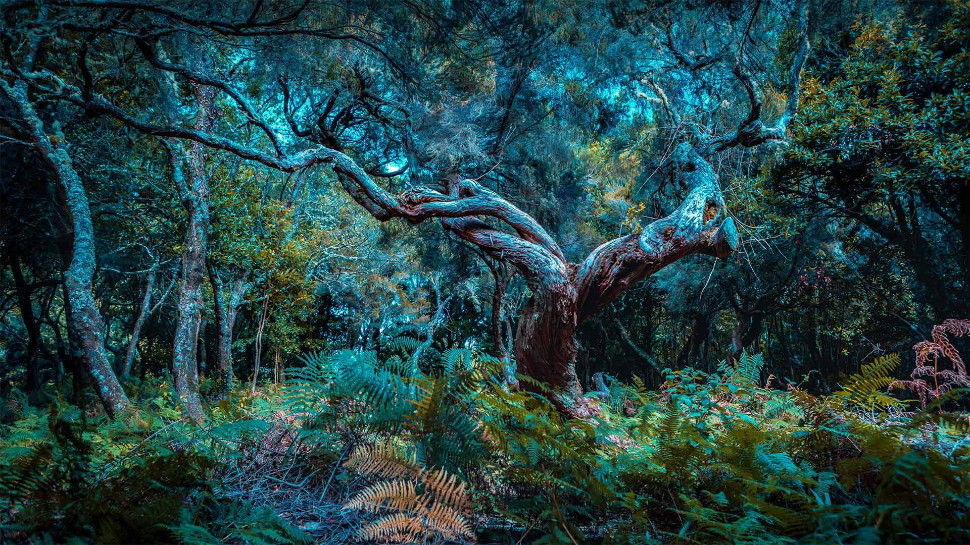 The Fanal Forest on Madeira Island, Portugal - Val Thoermer/Alamy)
