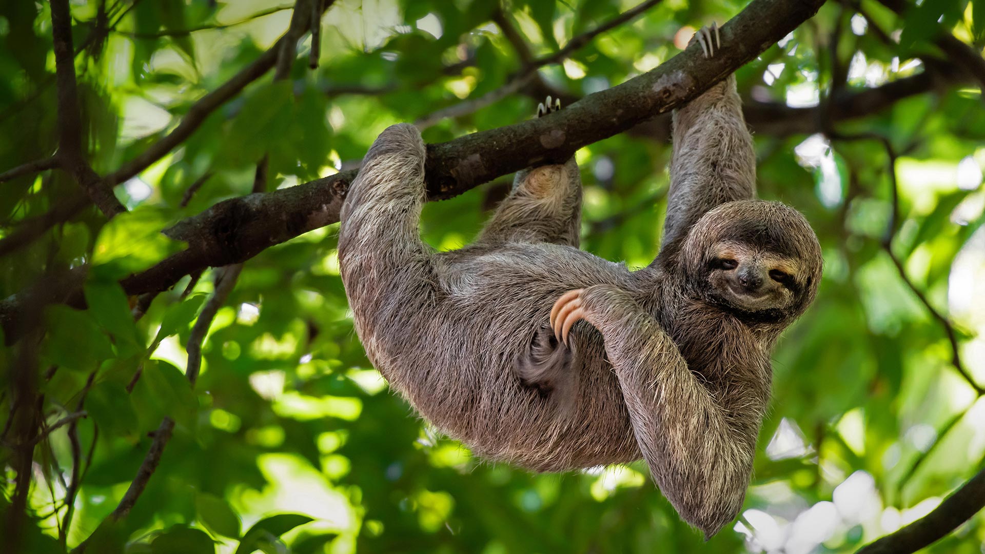 Brown-throated three-toed sloth in Manuel Antonio National Park, Costa Rica - Lukas Kovarik/Shutterstock)