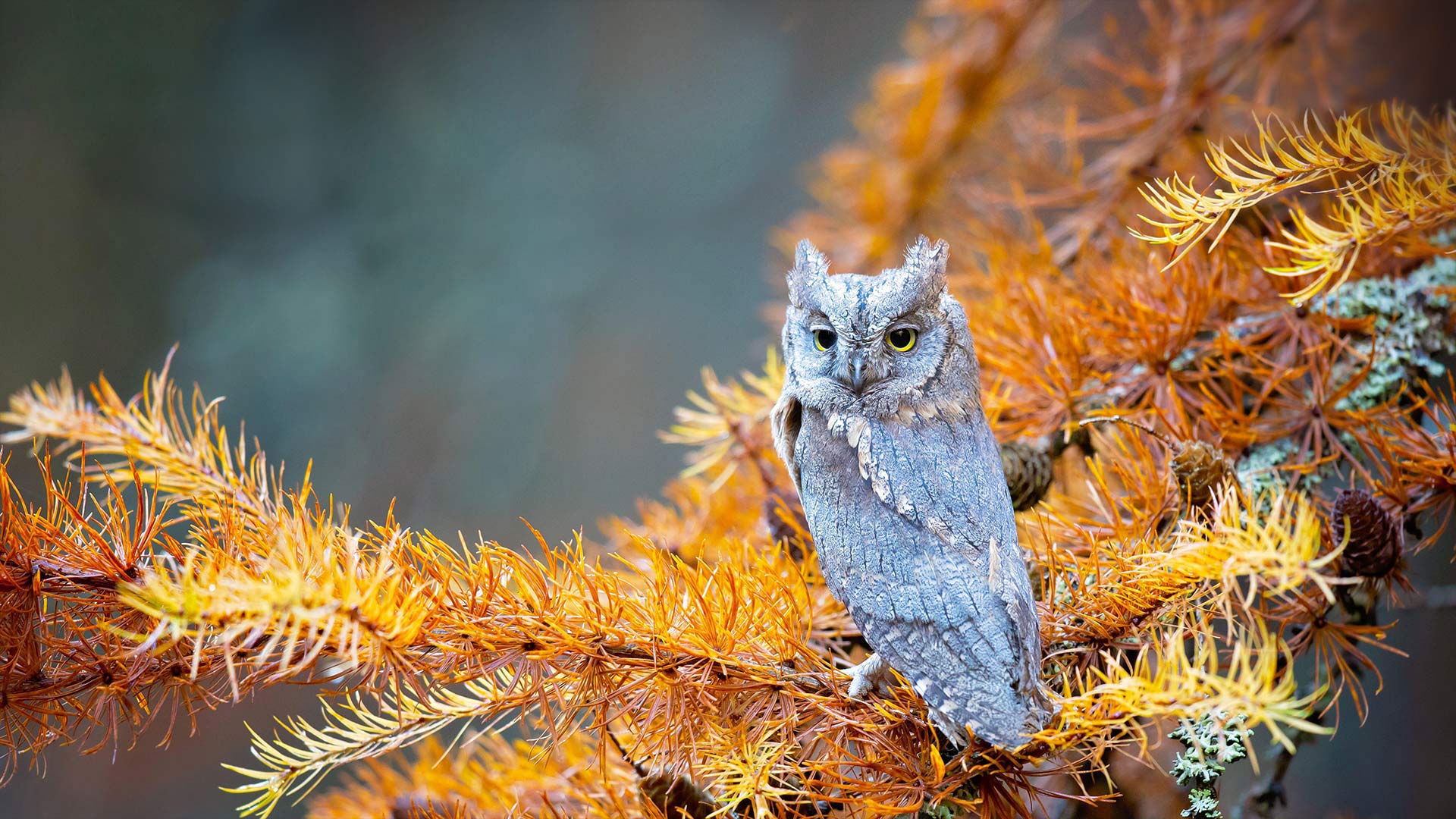 Eurasian scops owl in Bohemian Switzerland National Park, Czech Republic - Milan Zygmunt/Alamy)