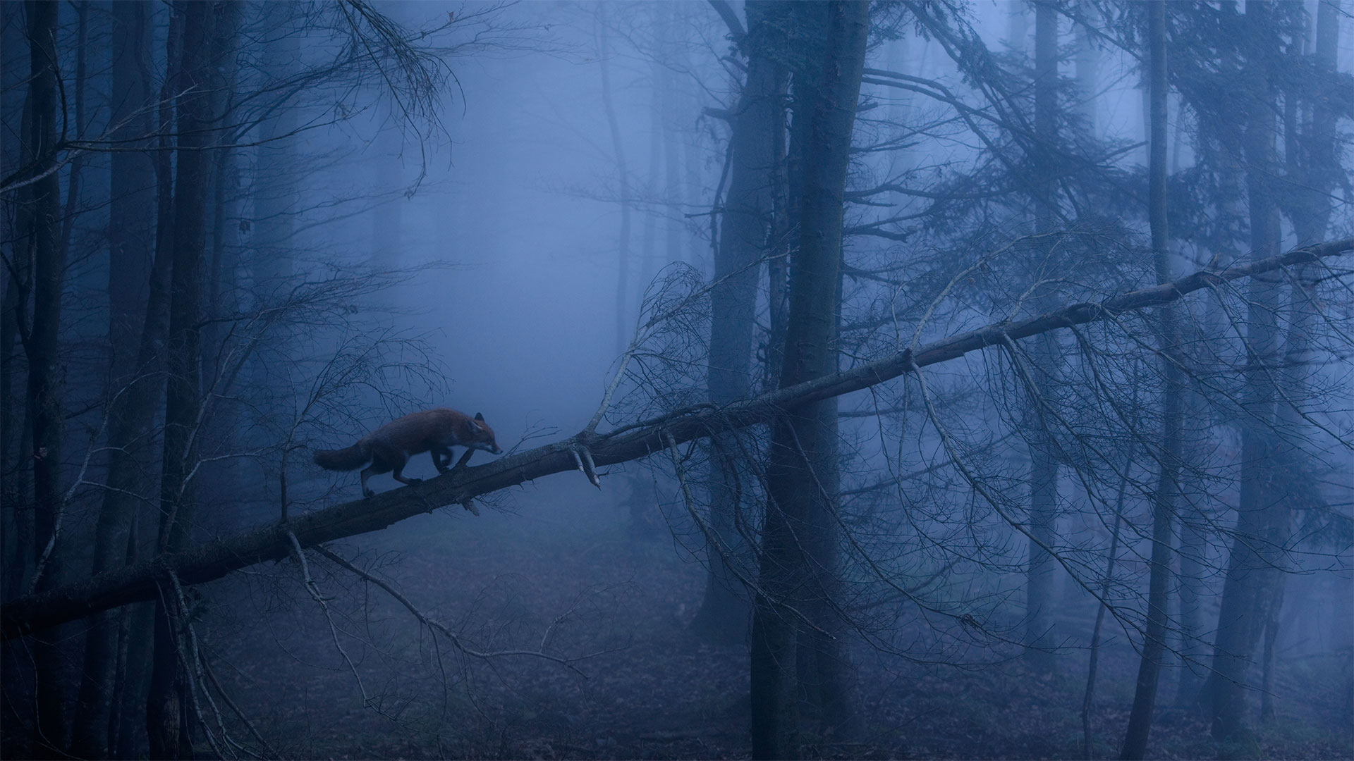Red fox in the Black Forest of Germany - Klaus Echle