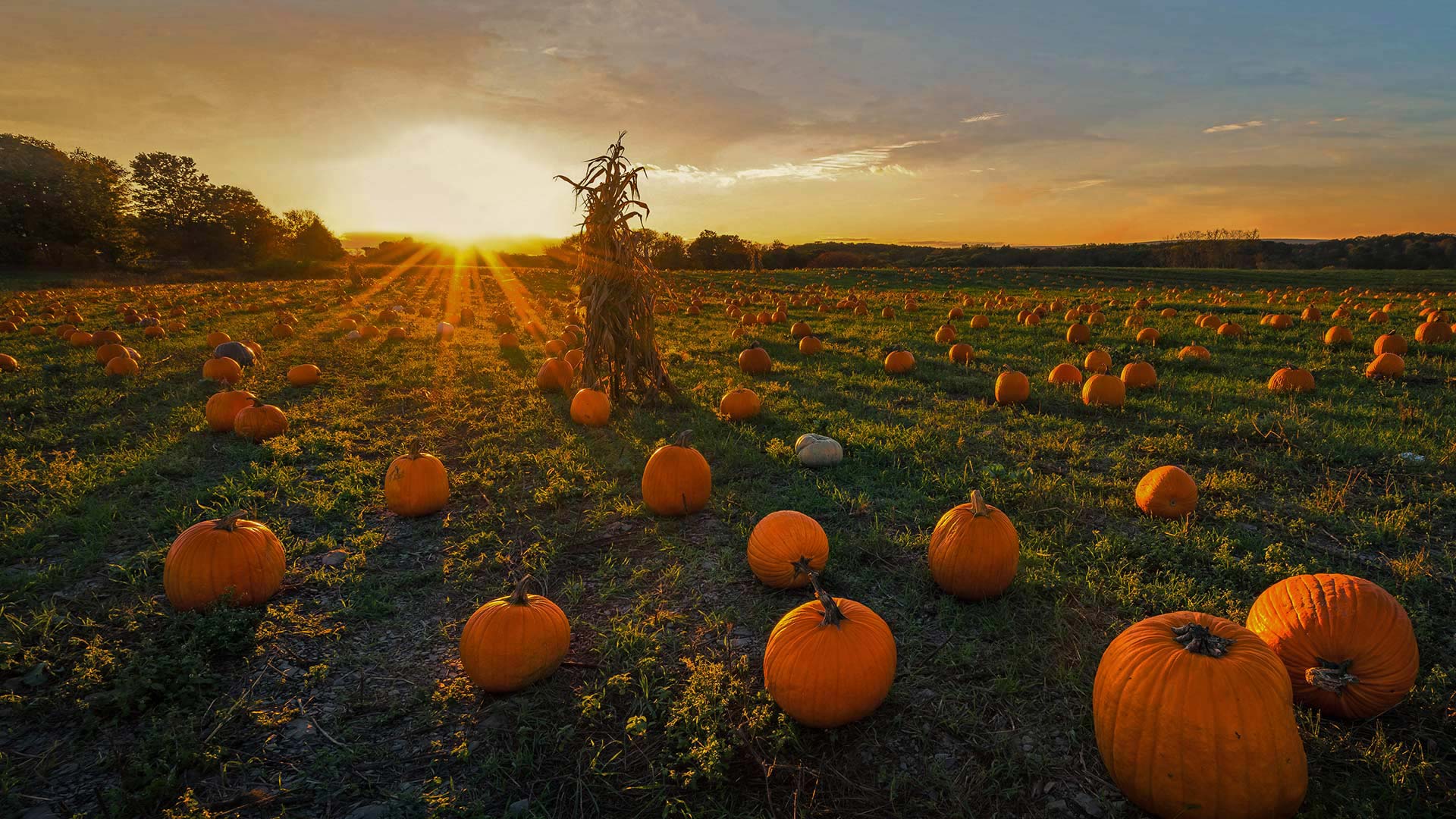 A pumpkin patch in Newton, Massachusetts - Frank Debonis/EyeEm/Alamy)