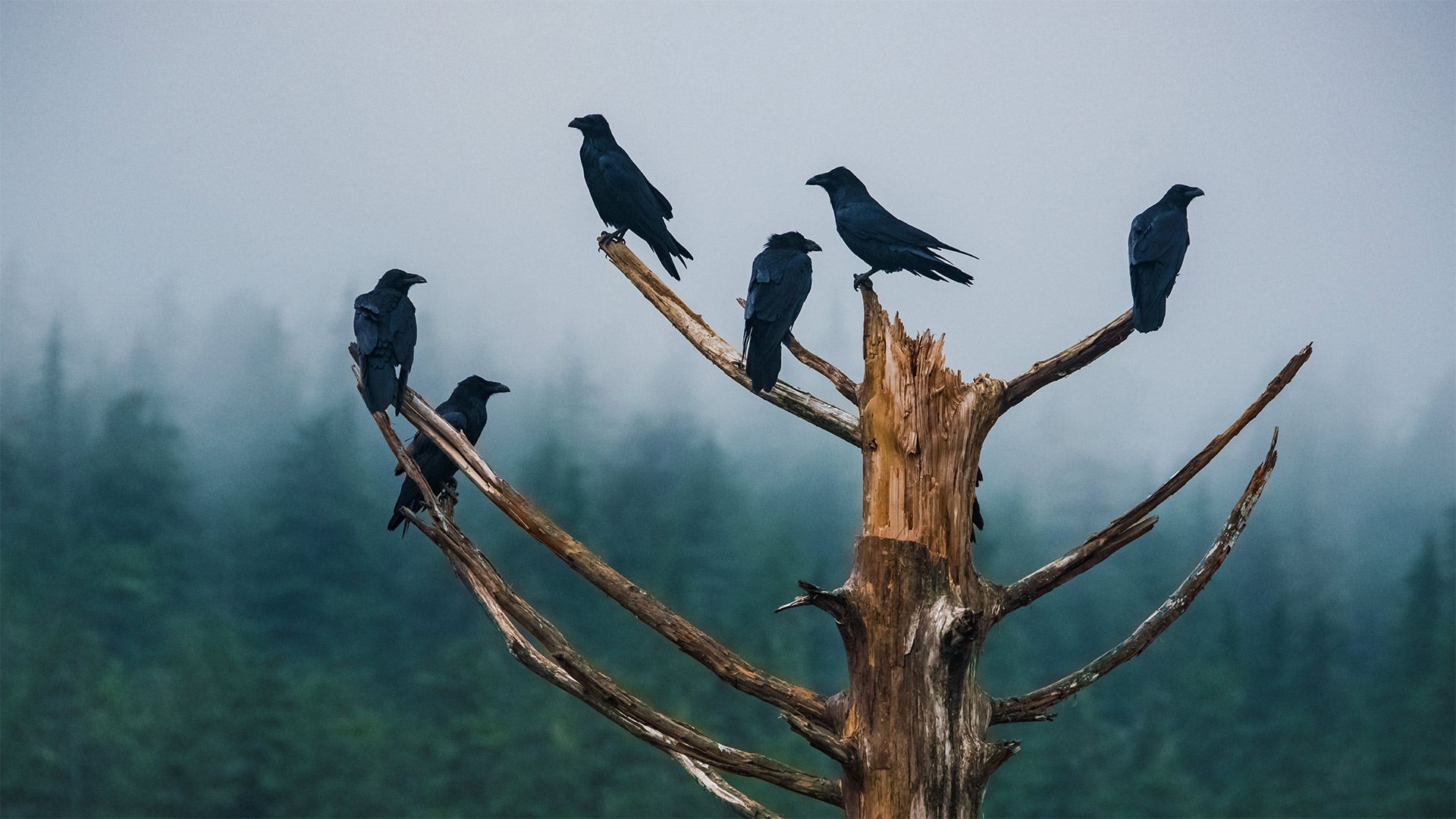 Ravens in Juneau, Alaska - Brian Browitt Photo/Adobe Stock)