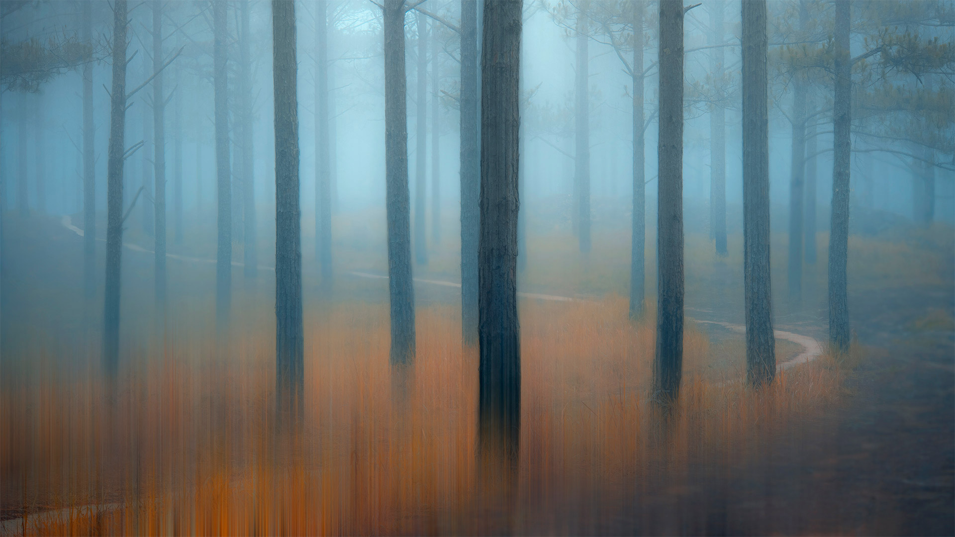 Misty pine forest in the Central Highlands of Vietnam - Thanh Thuy/Moment/Getty Images)