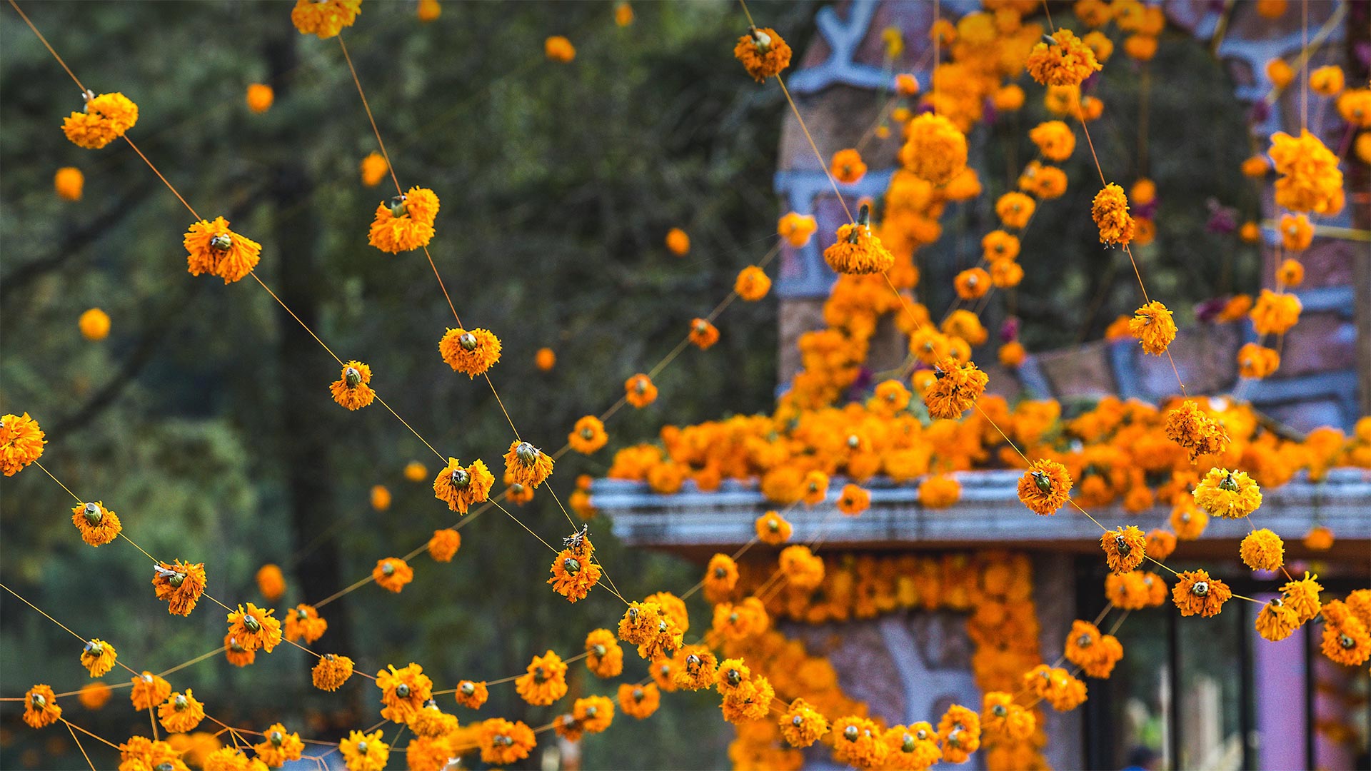 Marigolds decorate a cemetery in Patzcuaro, Michoacan, Mexico, for a Day of the Dead ceremony - Daniel Elizalde S/Shutterstock)