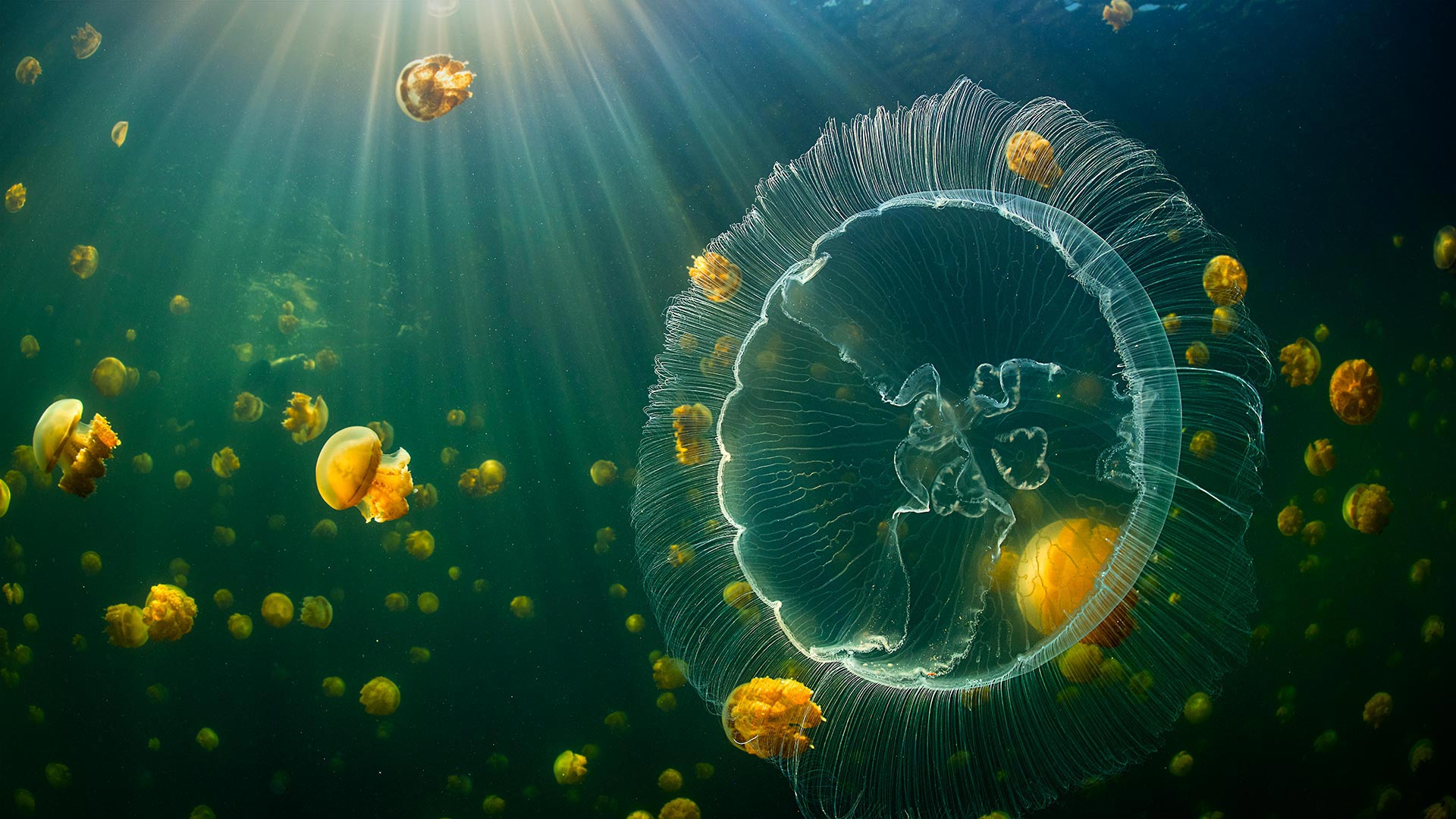 Moon jelly and golden jellyfish, Raja Ampat, West Papua, Indonesia - Alex Mustard