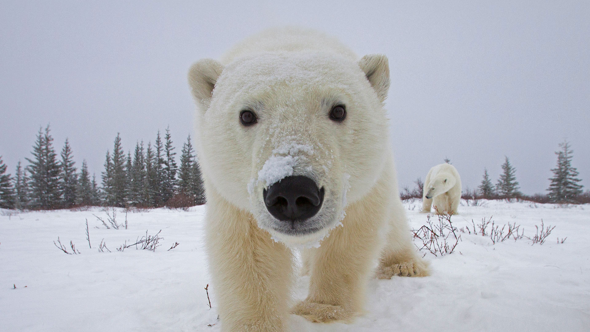 Polar bear investigating a camera, Churchill, Manitoba, Canada - Matthias Breiter