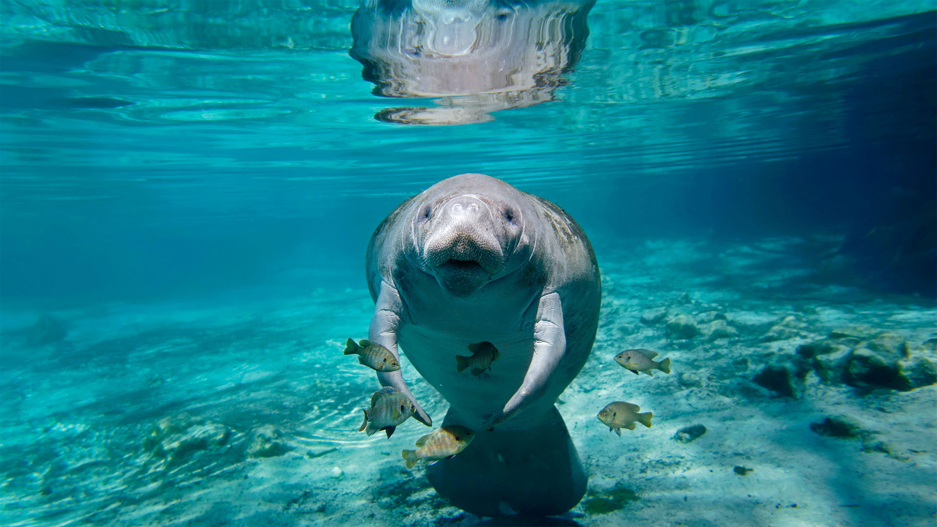 Manatee in Florida - Paul E Tessier/Cavan Images/Offset by Shutterstock)