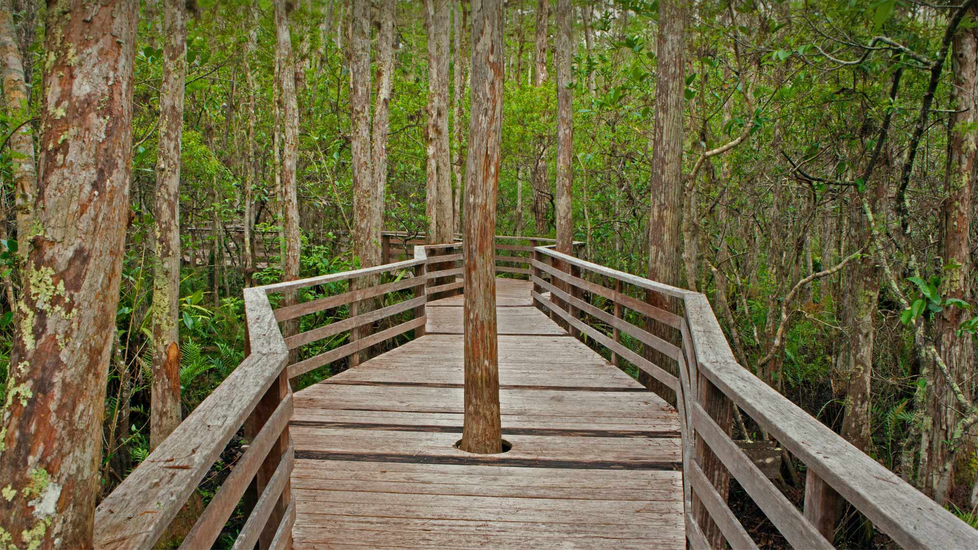 Boardwalk Trail at Corkscrew Swamp Sanctuary in Florida - Bill Gozansky/Alamy)