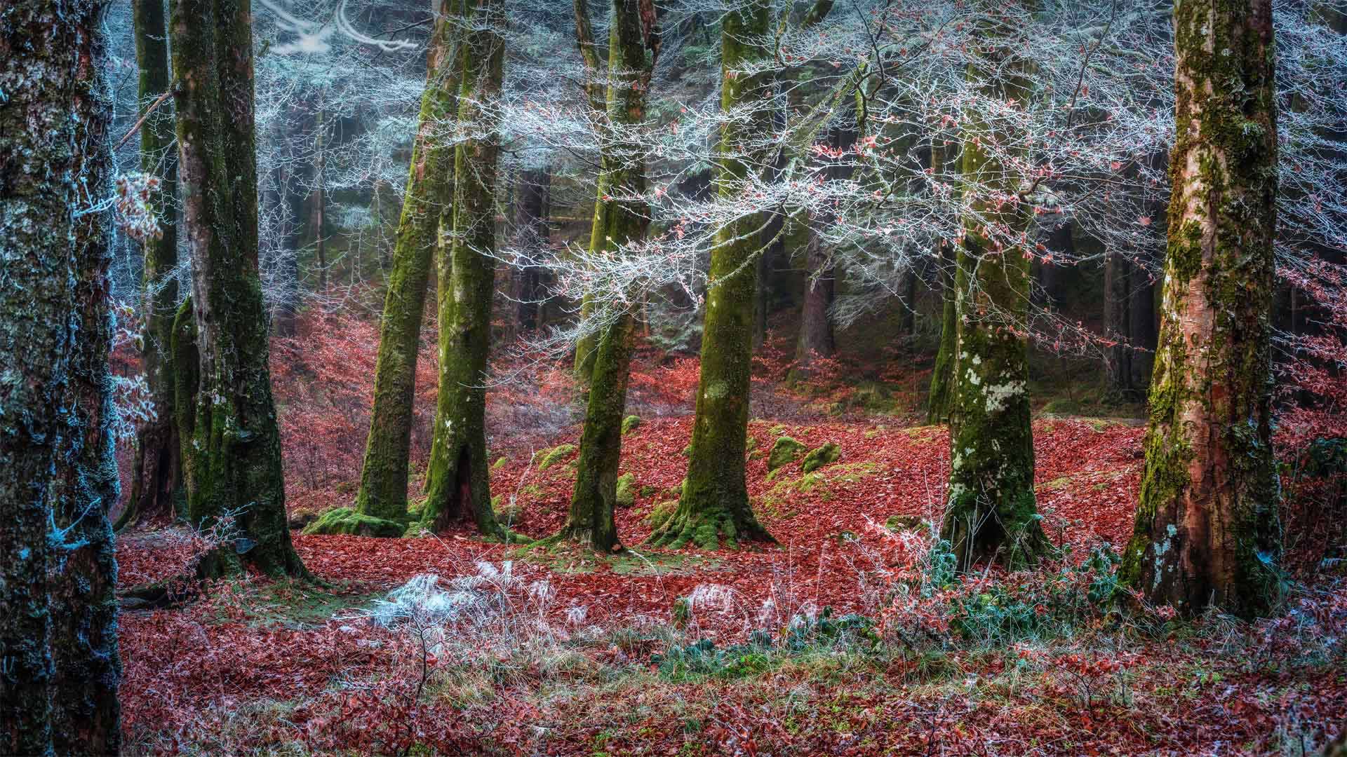 Forest near the village of Invergarry, Scotland - Matt Anderson Photography/Getty Images)