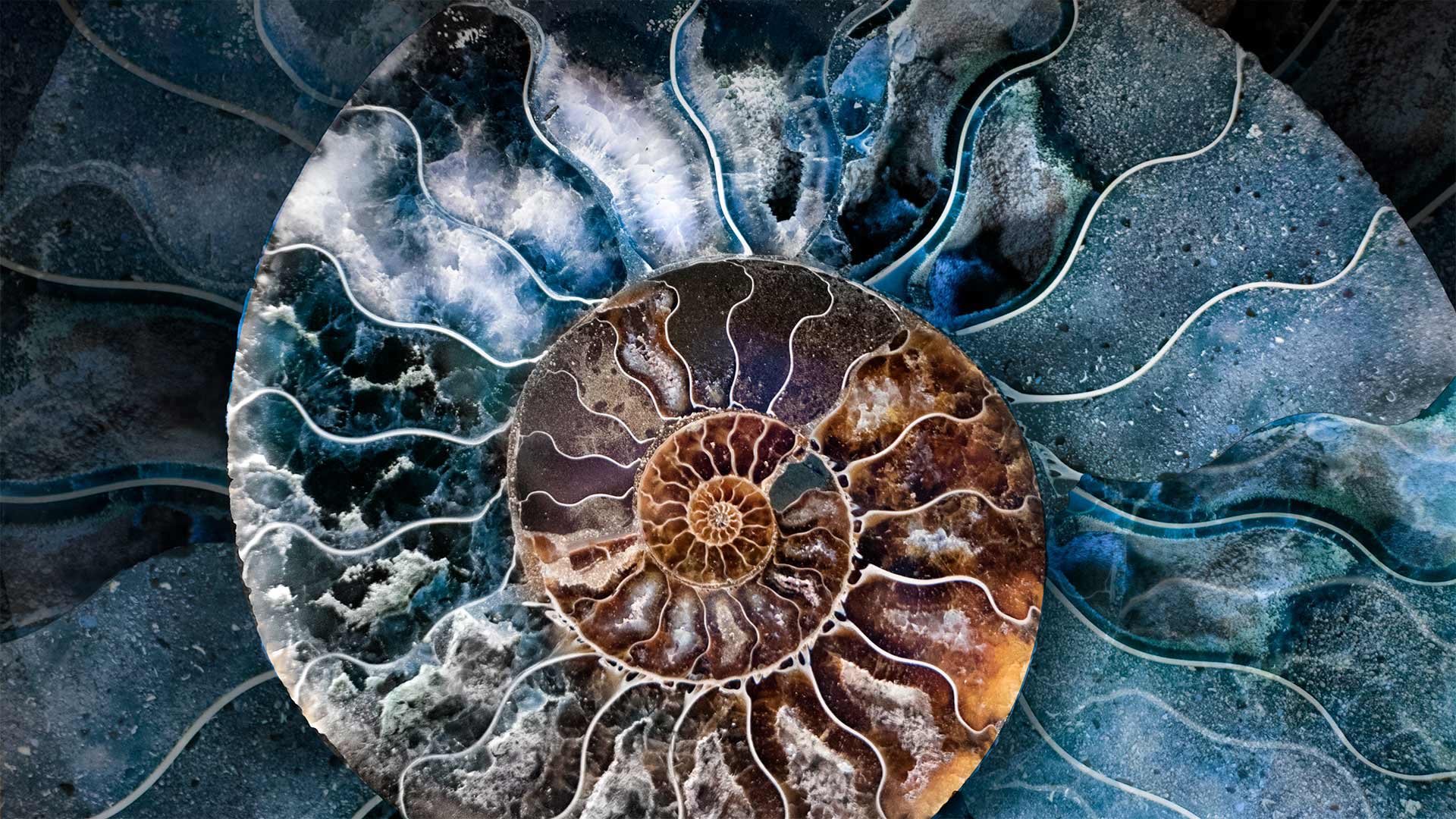 Cross-section of a fossilized ammonite shell - Marianna Armata/Getty Images)