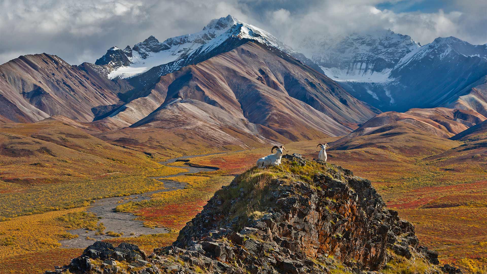 Dall sheep rams at Polychrome Pass, Denali National Park, Alaska - Patrick J. Endres/Getty Images)