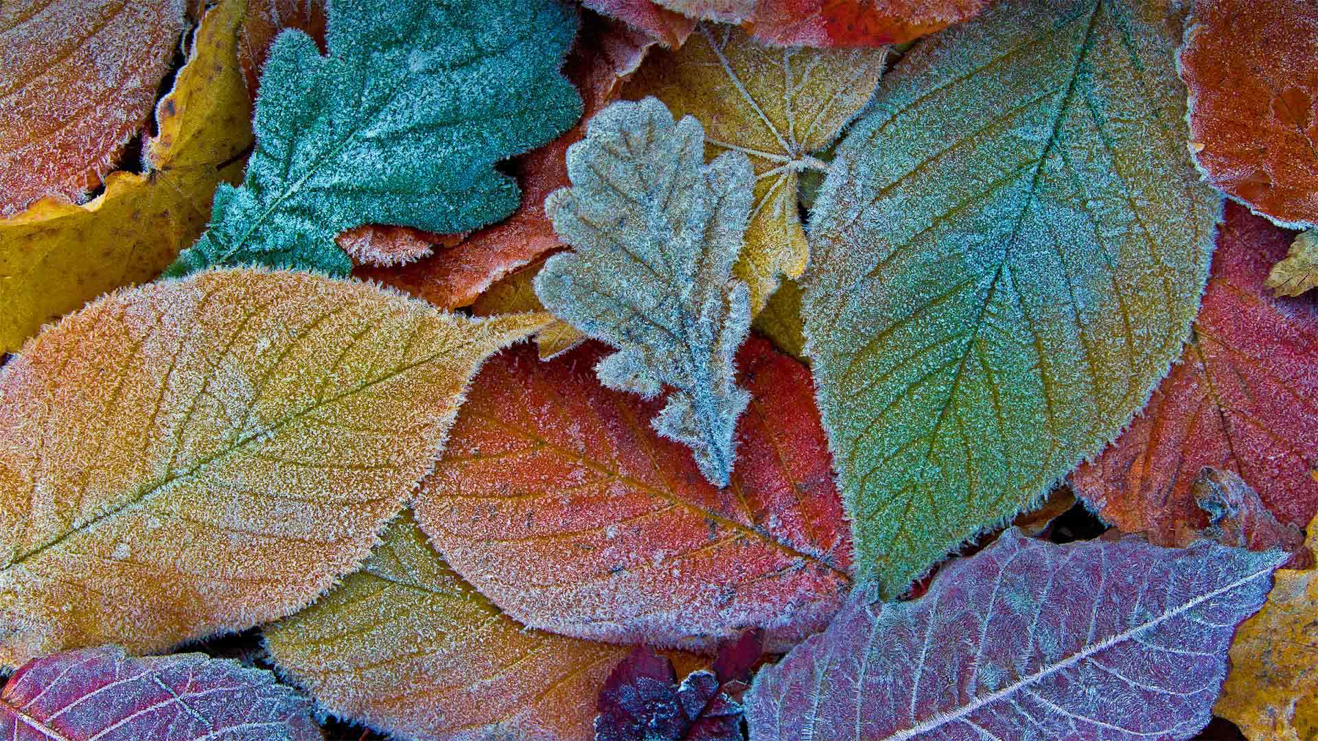 Autumn leaves coated with frost - sagarmanis/Getty Images)