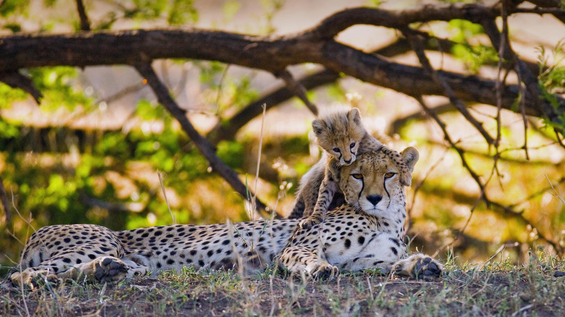 Mother cheetah and her cub in the Masai Mara National Reserve, Kenya - gudkovandrey/Adobe Stock)