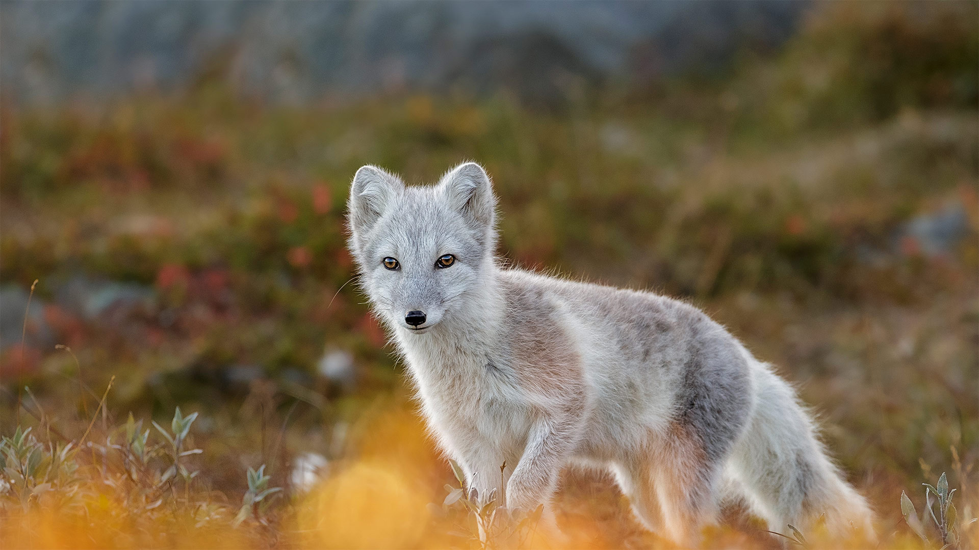 Arctic fox in Dovrefjell-Sunndalsfjella National Park, Norway - Andy Trowbridge