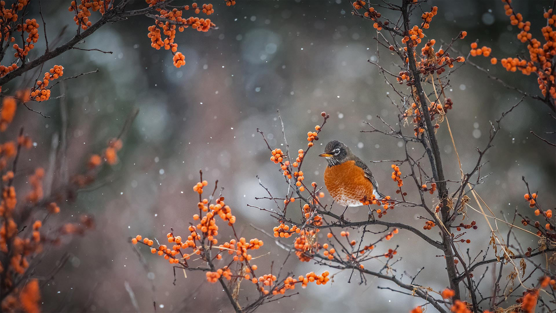 American robin perched on a branch in Canada - marcophotos/Getty Images)