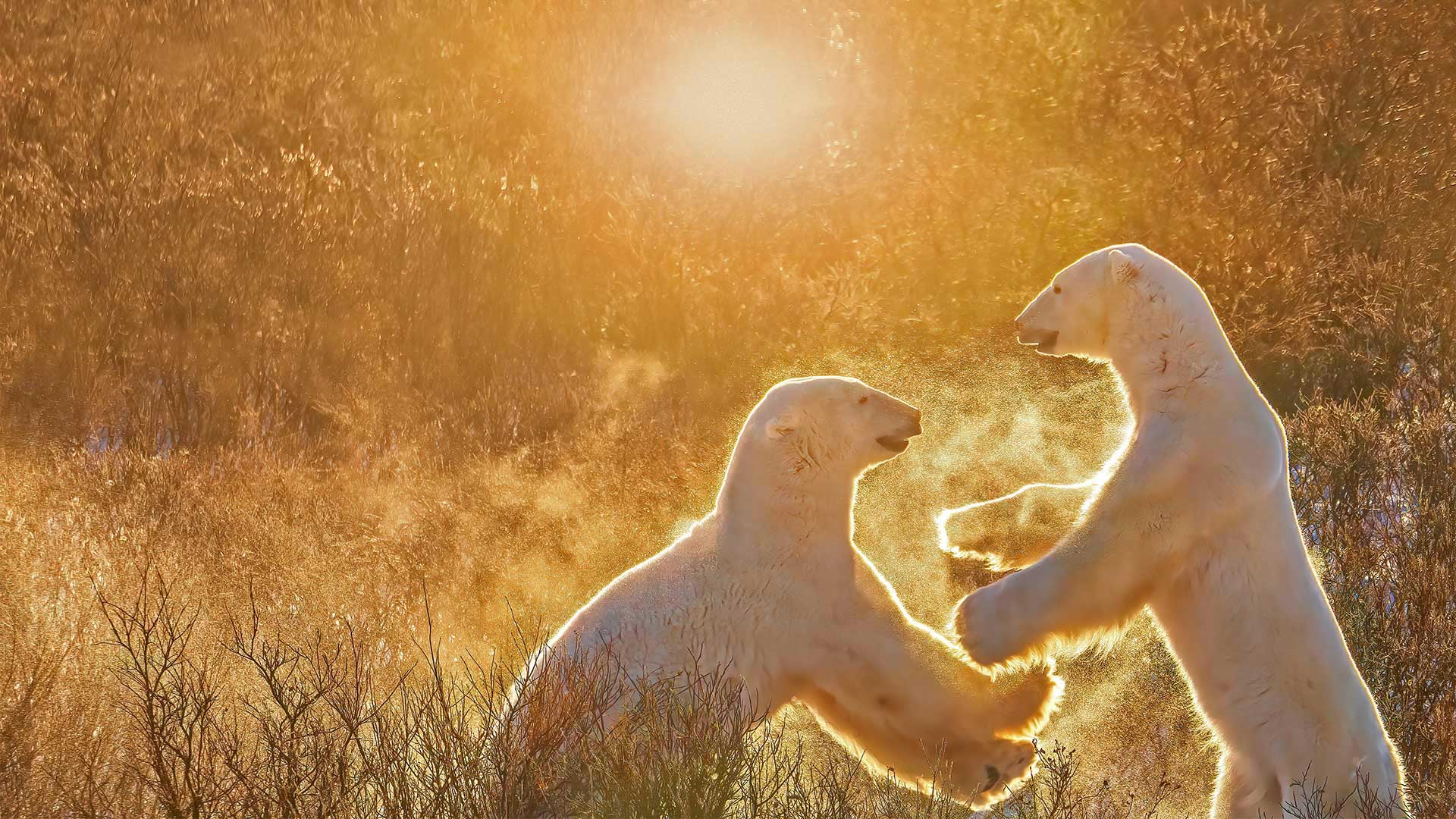 Two young male polar bears, Churchill, Manitoba, Canada - Cheryl Ramalho/Getty Images)
