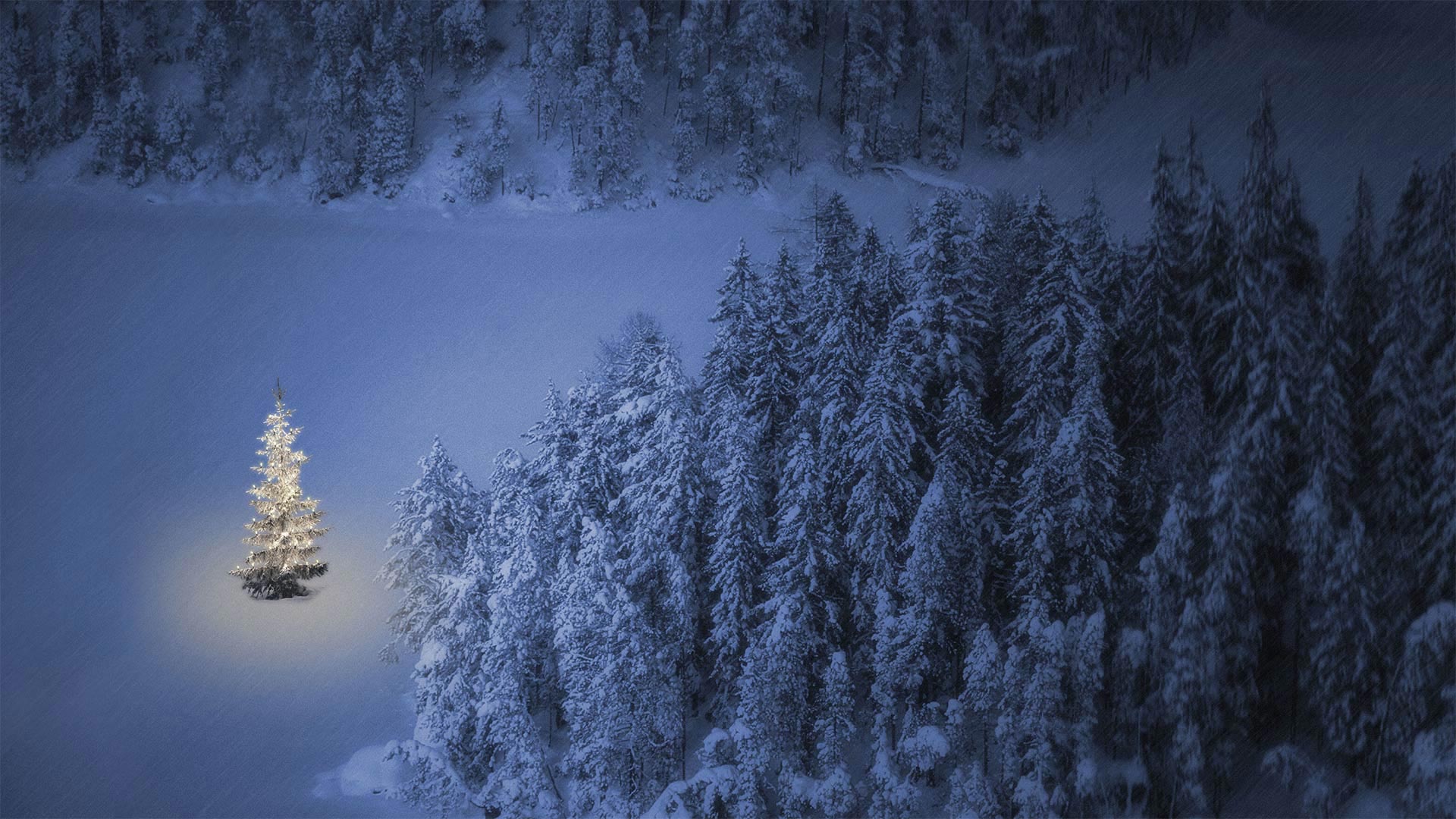 Christmas tree at Weissensee, a small lake near Ehrwald in Tyrol, Austria - nagelestock/Alamy)