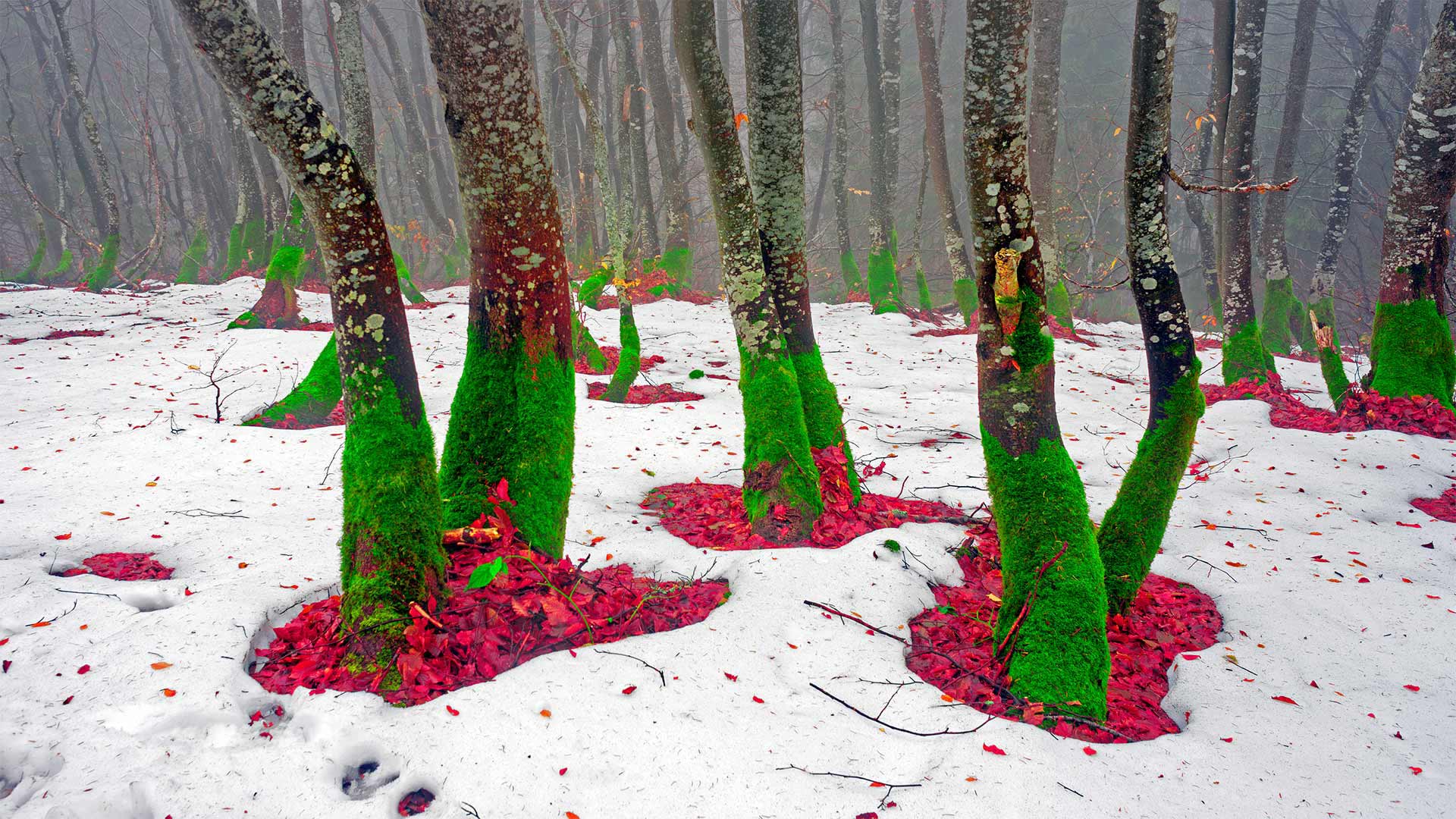 Trees on the northern slope of Mount Khomyak in the Carpathian Mountains, Ukraine - panaramka/Getty Images)