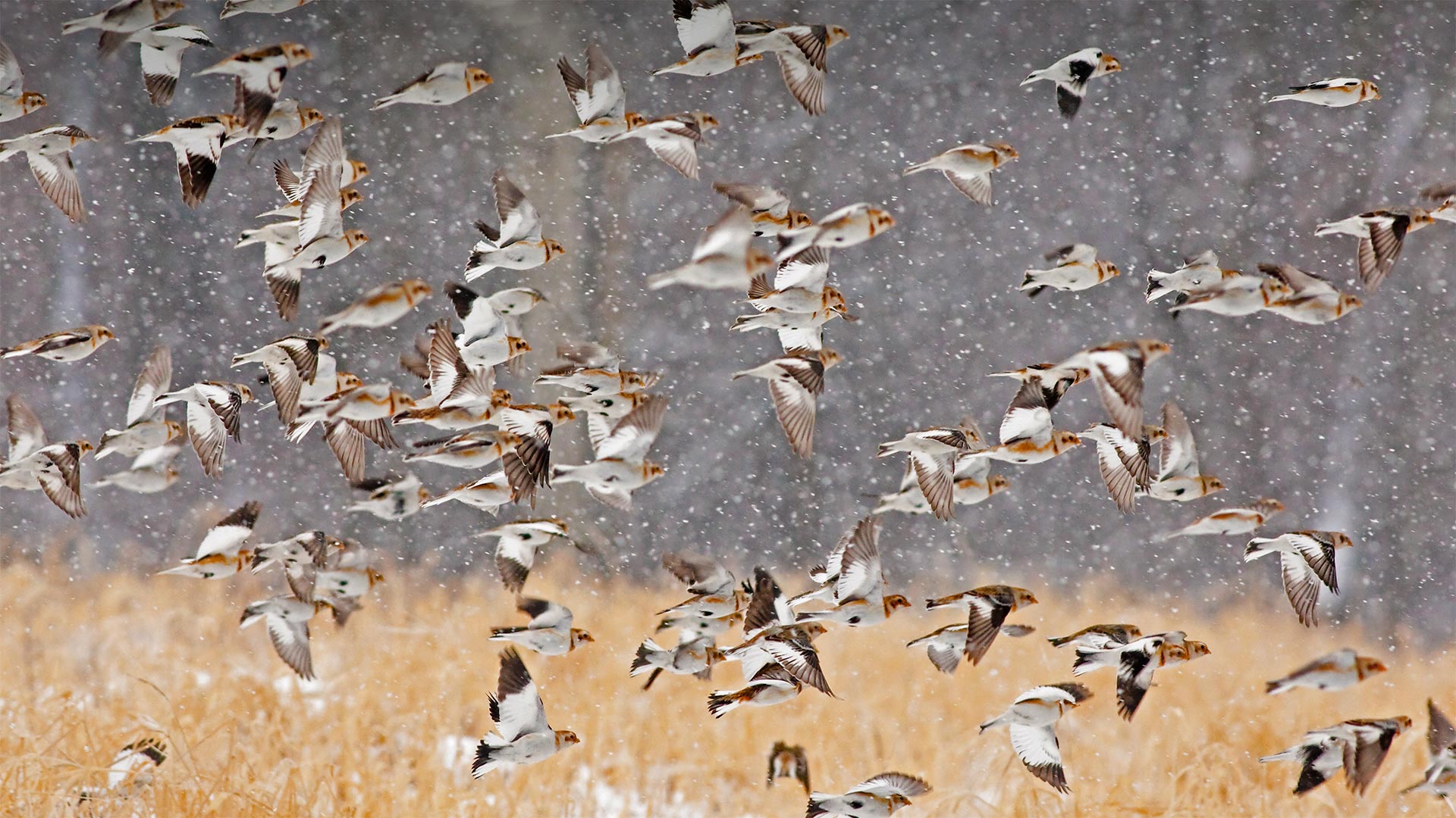 Snow buntings flock during a snowstorm in New York - Marie Read