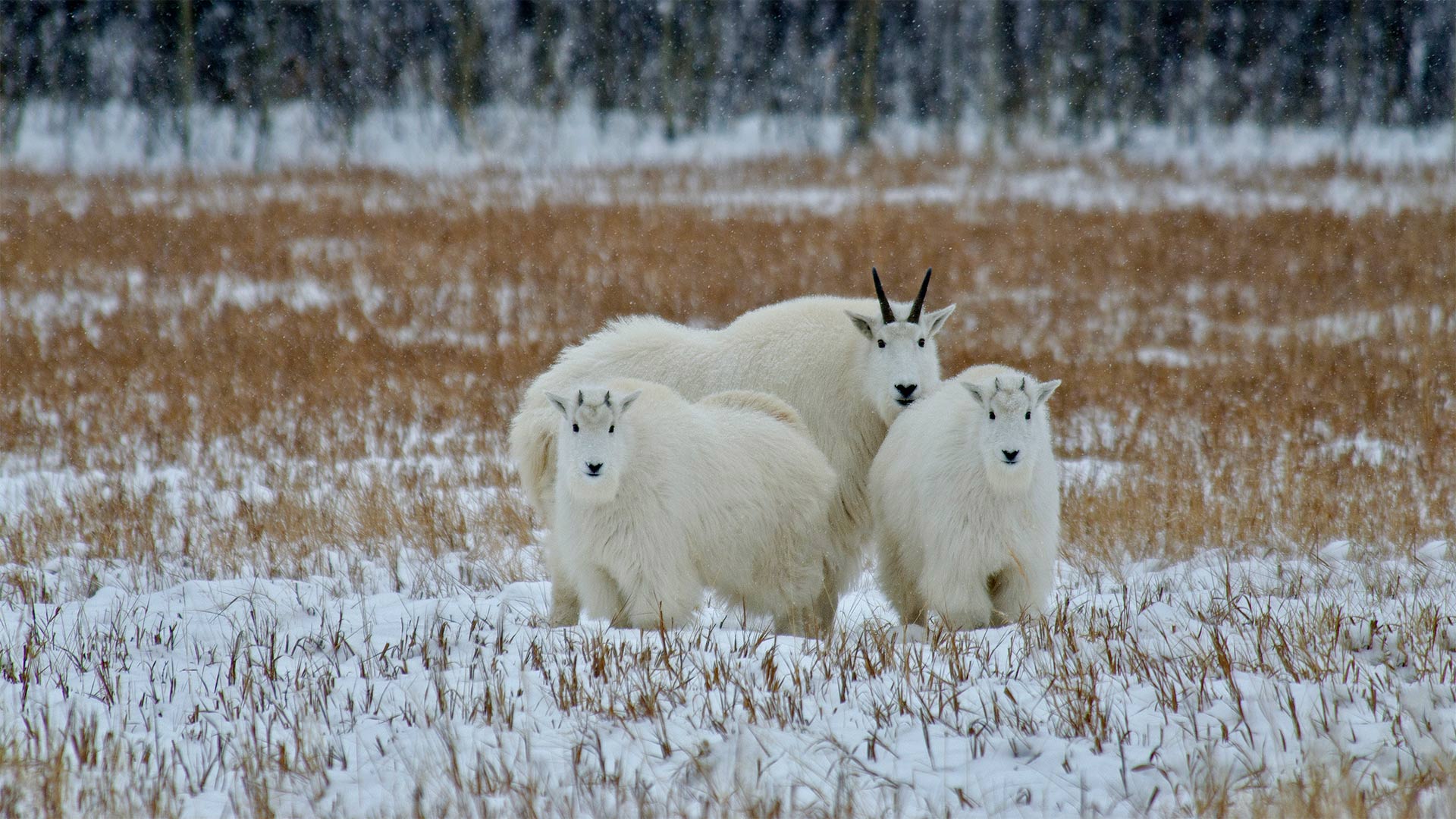 Mountain goats in the Yukon, Canada - Mark Newman/Getty Images)