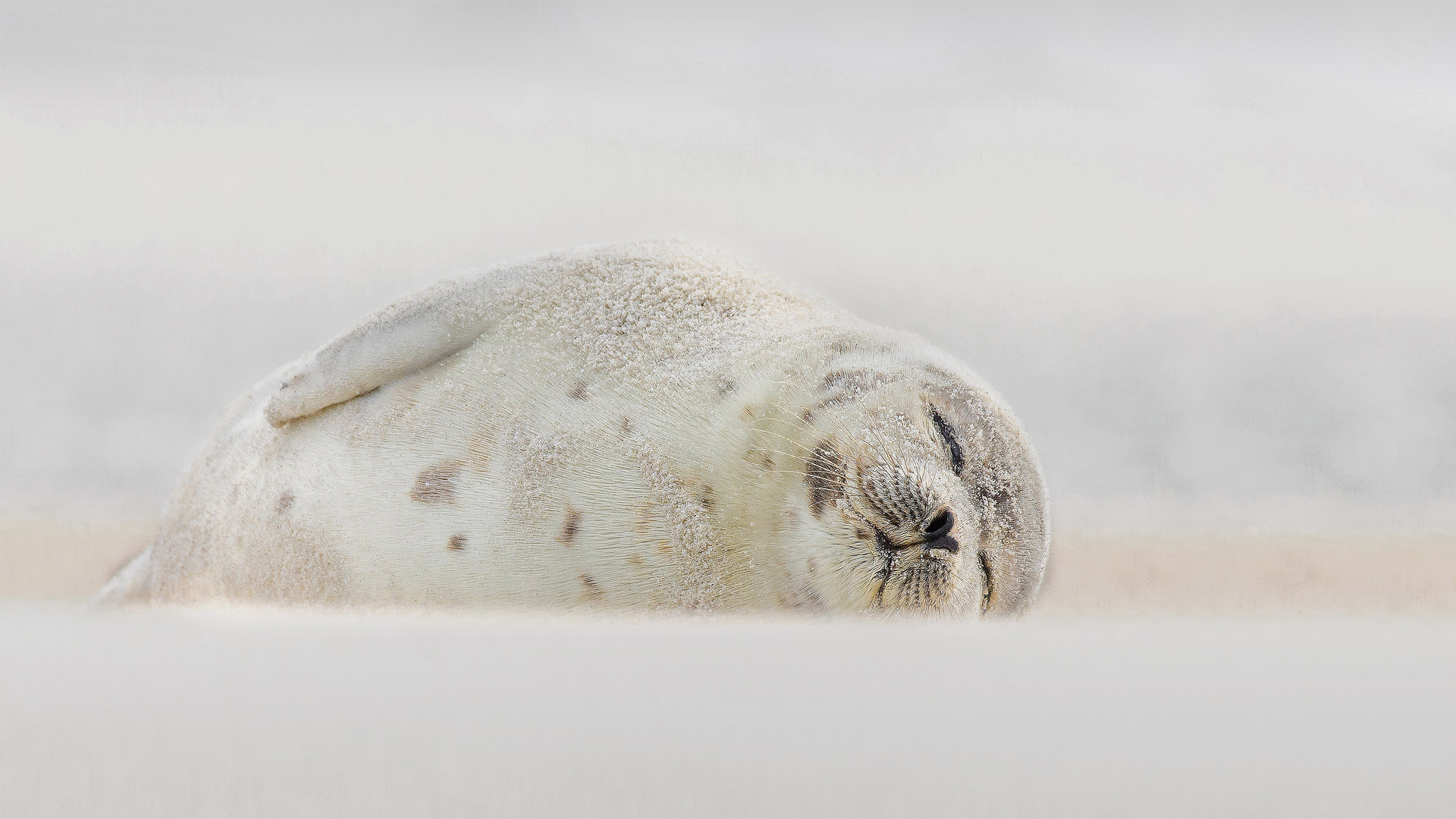 Harp seal sleeping at Jones Beach, Long Island, New York - Vicki Jauron, Babylon and Beyond Photography/Getty Images)