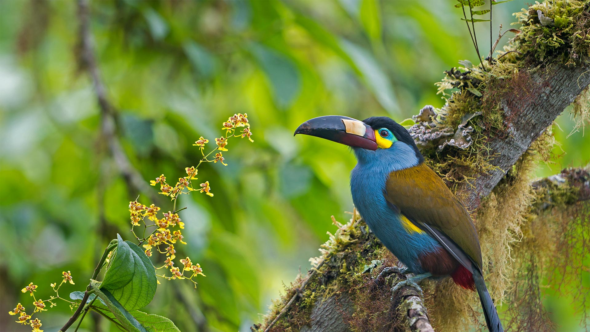 Plate-billed mountain toucan in Bellavista Cloud Forest Reserve, Ecuador - Tui De Roy