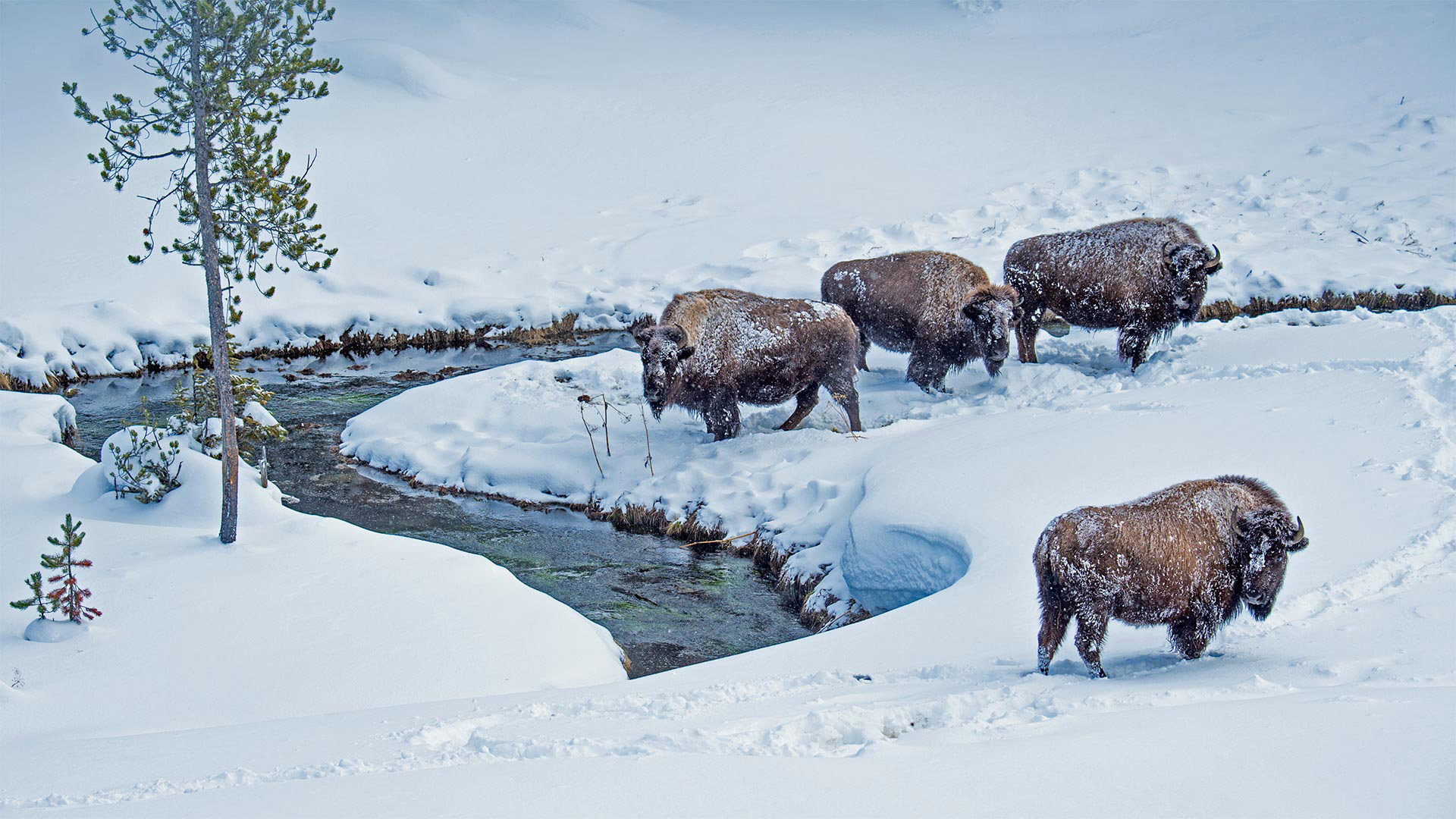 American bison in Yellowstone National Park, Wyoming - Steve Gettle