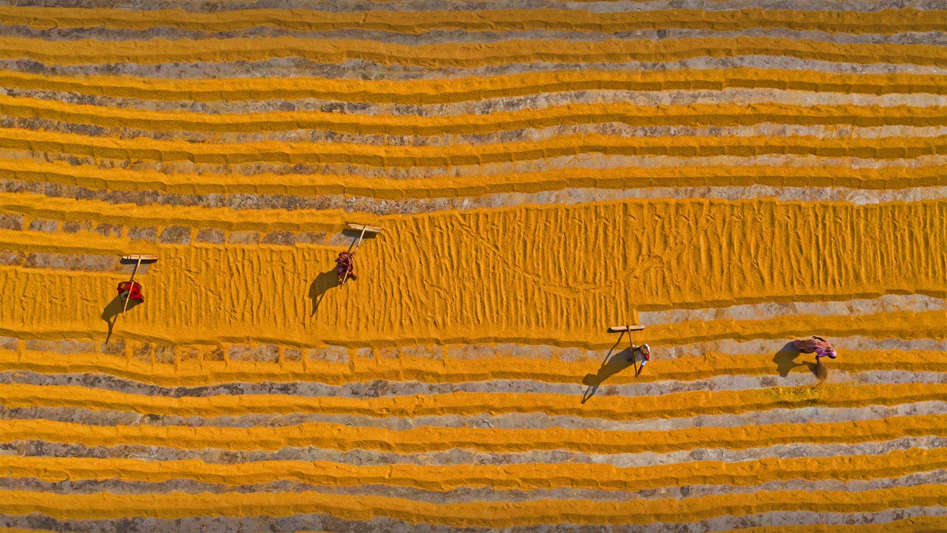 Rice laid out to dry in Dhamrai, Dhaka, Bangladesh - Amazing Aerial Agency/Offset by Shutterstock)