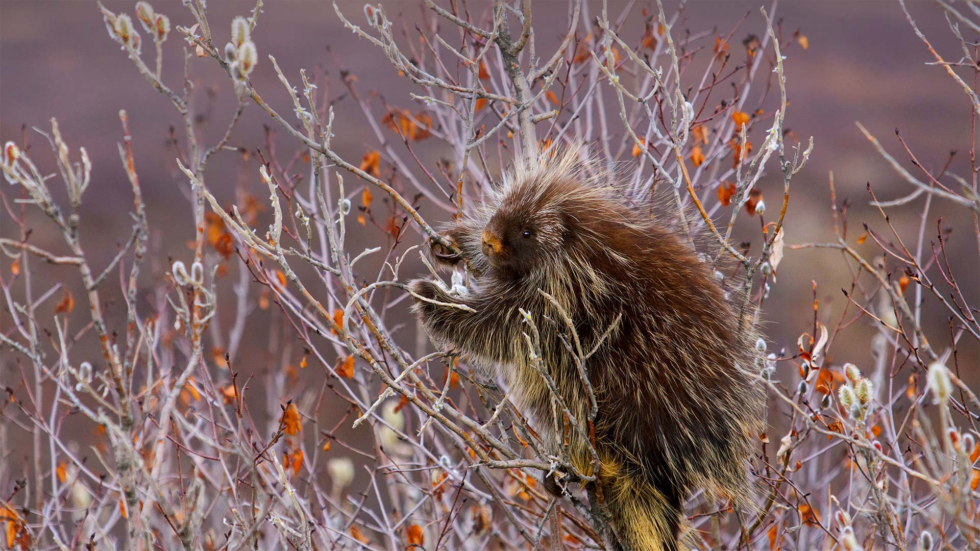 A porcupine hangs on a willow tree branch, Alaska - Design Pics/Danita Delimont)