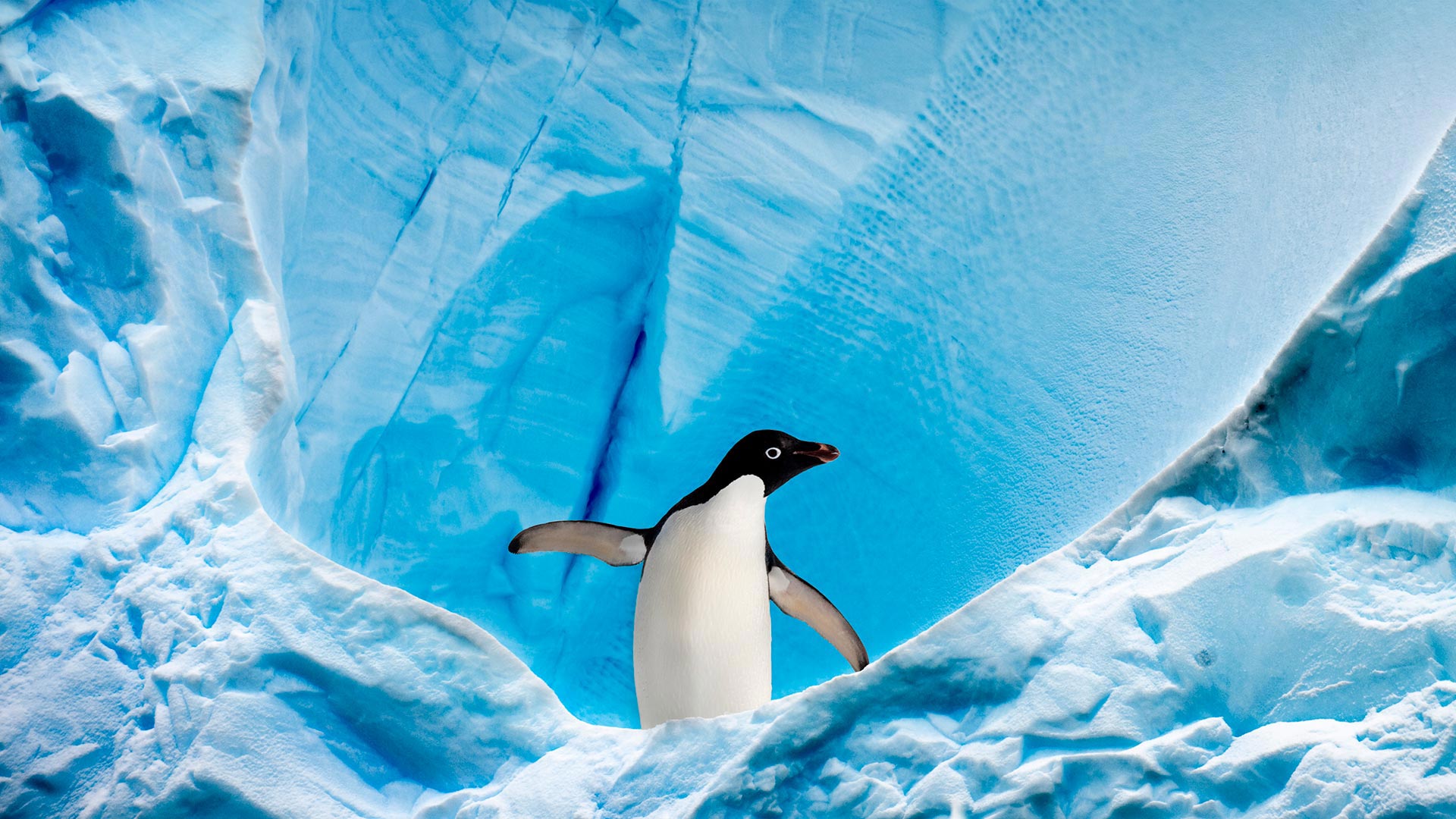 Adélie penguin in Graham Passage, Antarctic Peninsula, Antarctica - Nick Garbutt