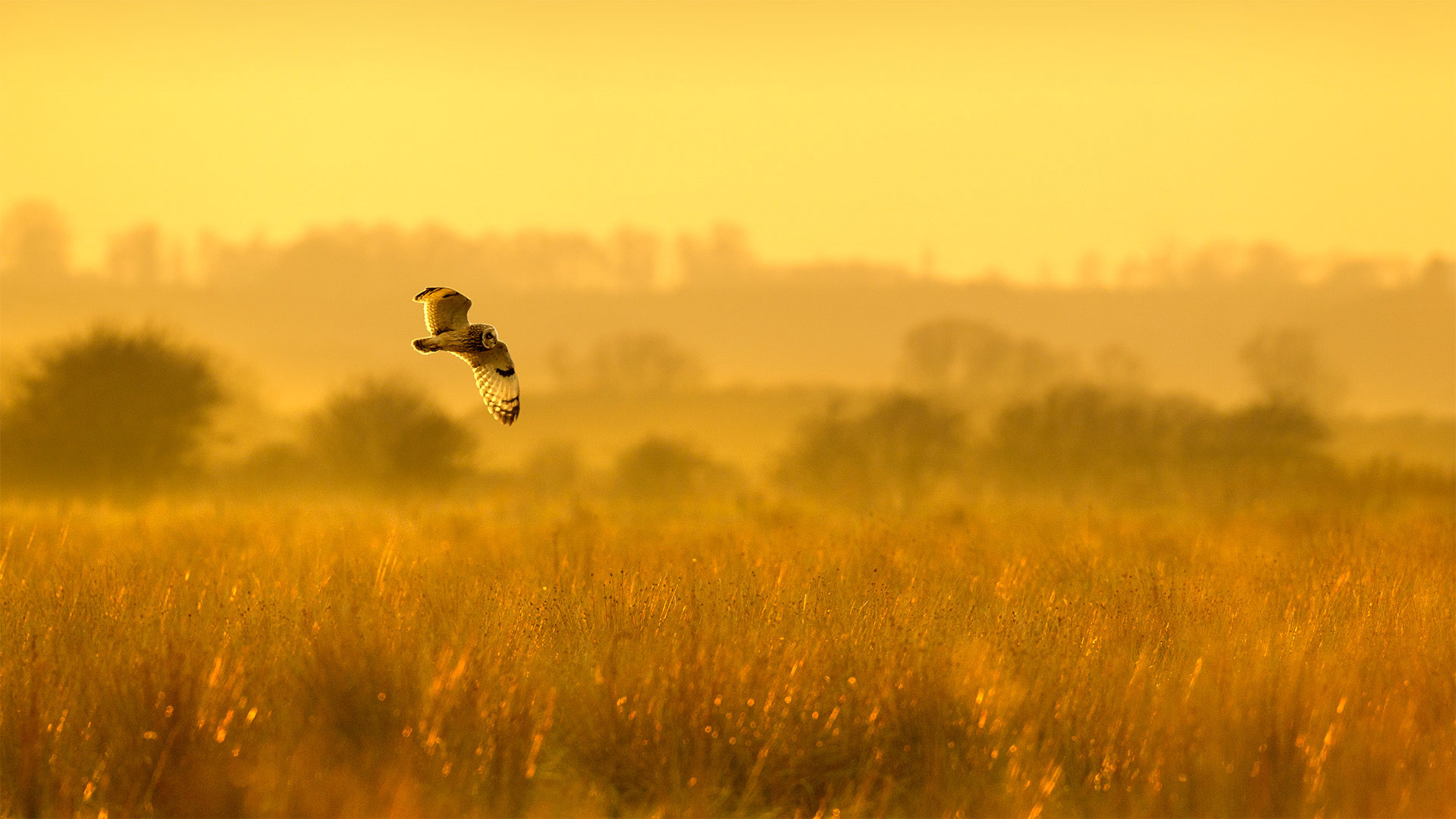 Short-eared owl hunting at dusk in Worlaby Carrs, Lincolnshire, England - Ben Hall