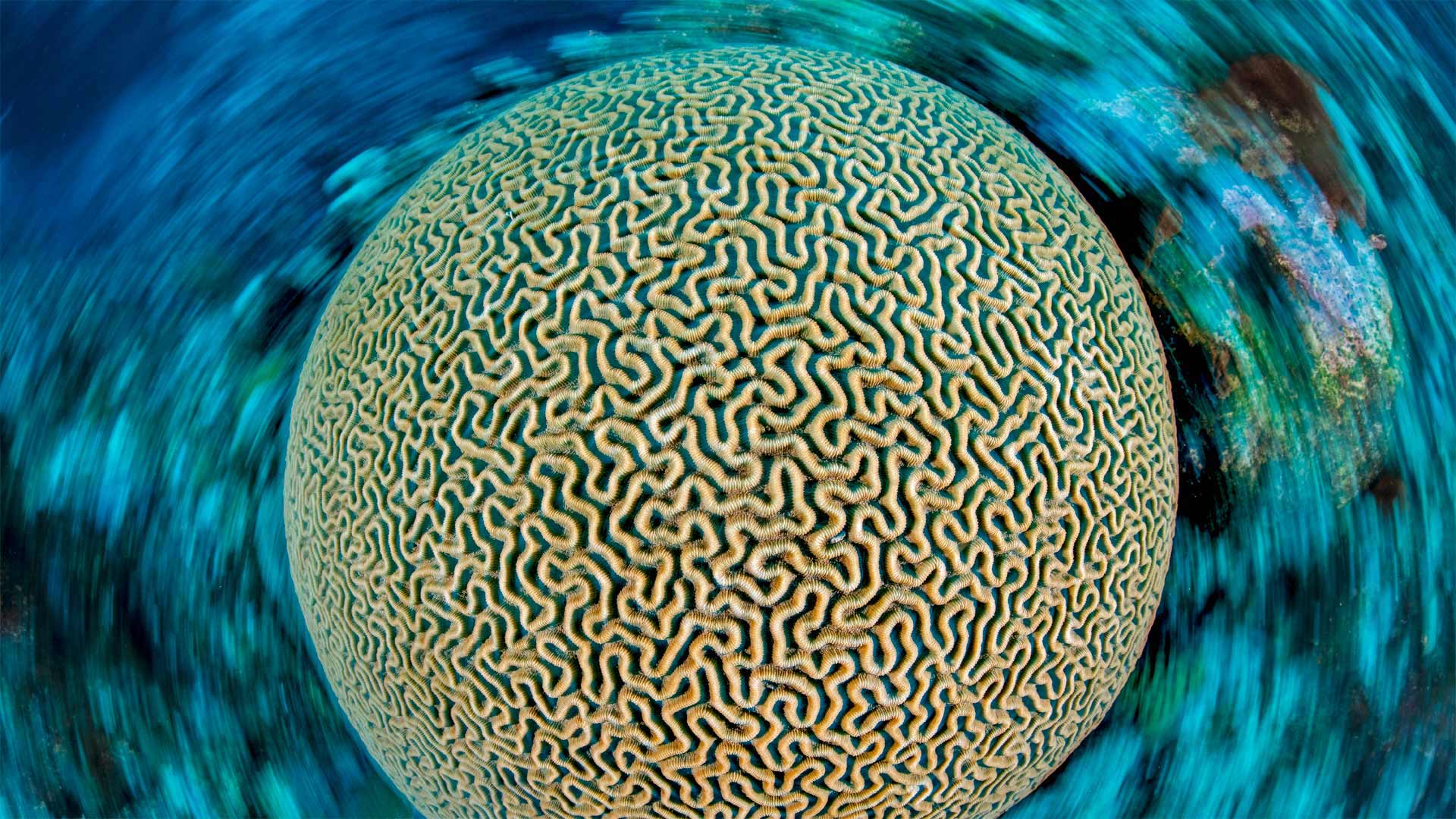 Symmetrical brain coral on a reef in the Caribbean Sea near Grand Cayman, Cayman Islands - Alex Mustard
