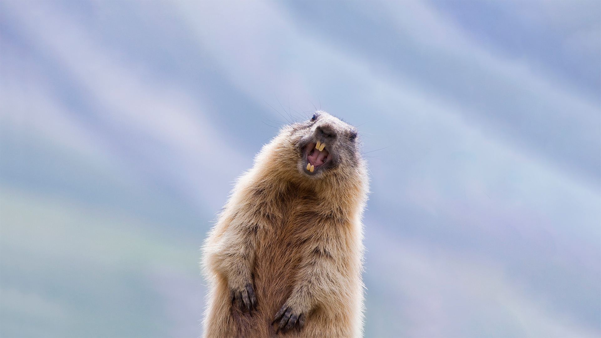 Alpine marmot in Hohe Tauern National Park, Austria - Misja Smits