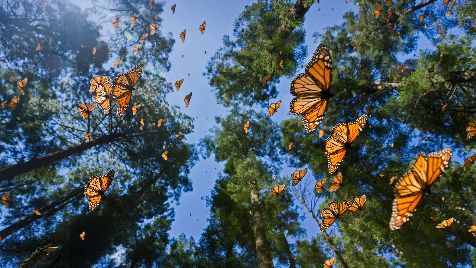 Monarch butterflies in the Monarch Butterfly Biosphere Reserve, Angangueo, Mexico - Sylvain Cordier