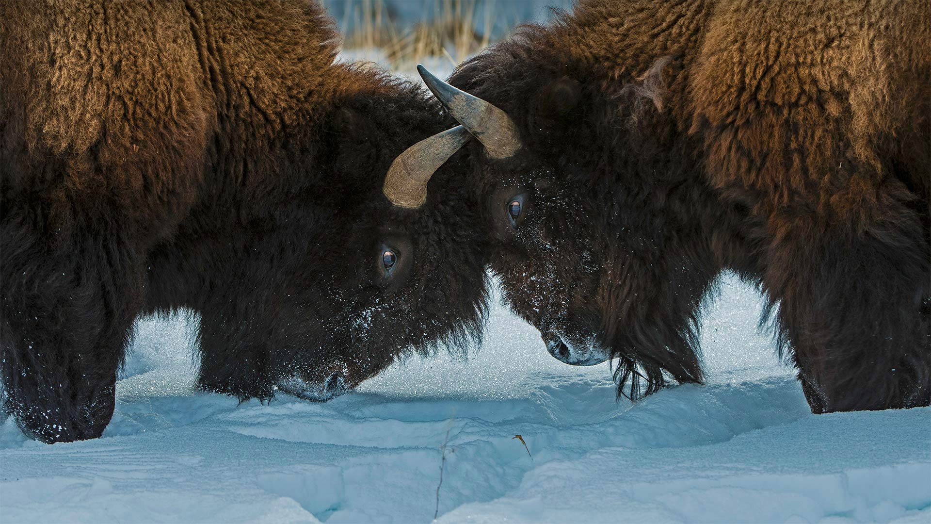 American bison in Yellowstone National Park, Wyoming - Gerald Corsi/Getty Images)