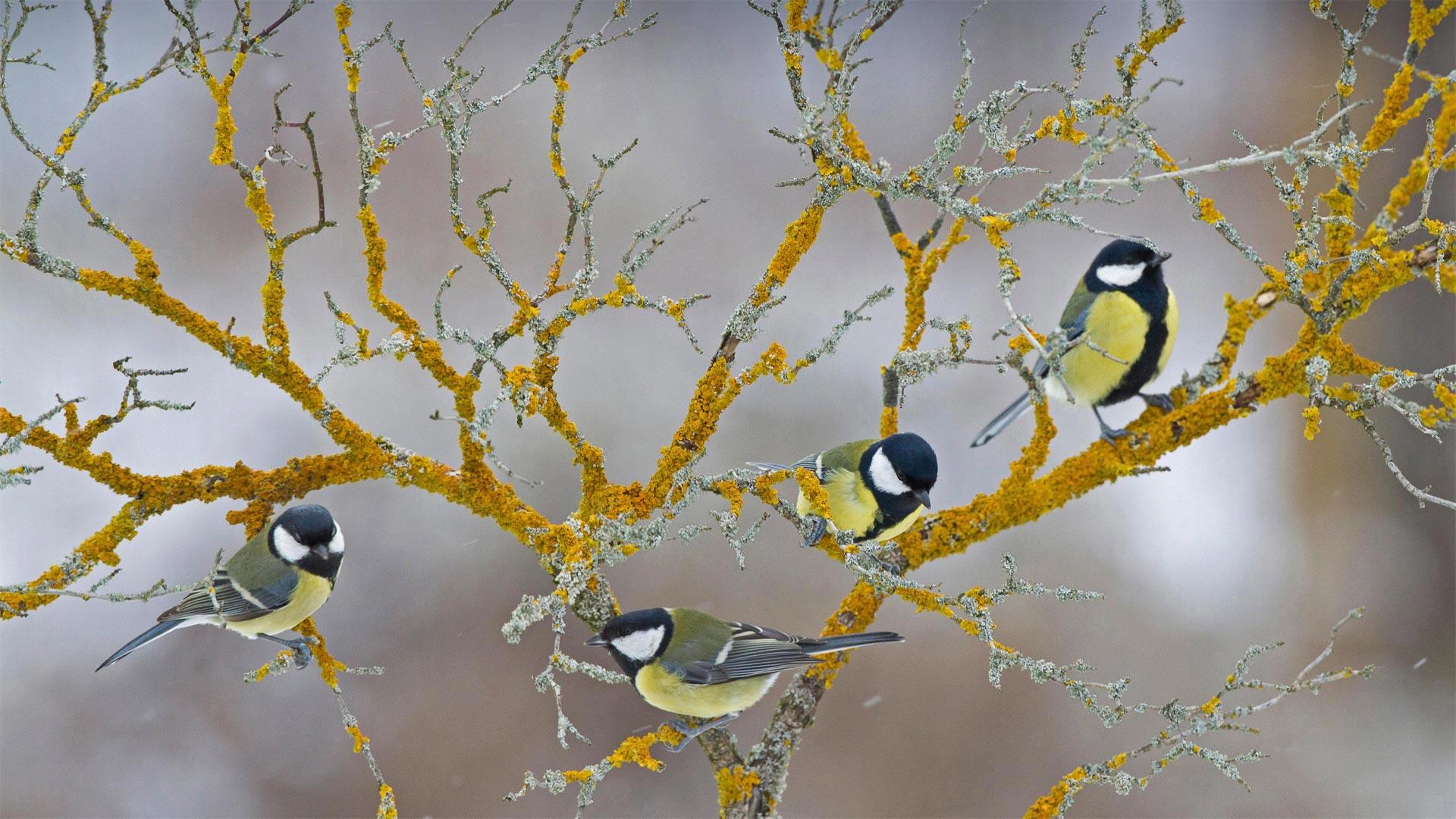 Great tits on a branch during winter in France - Eric Ferry/Alamy)