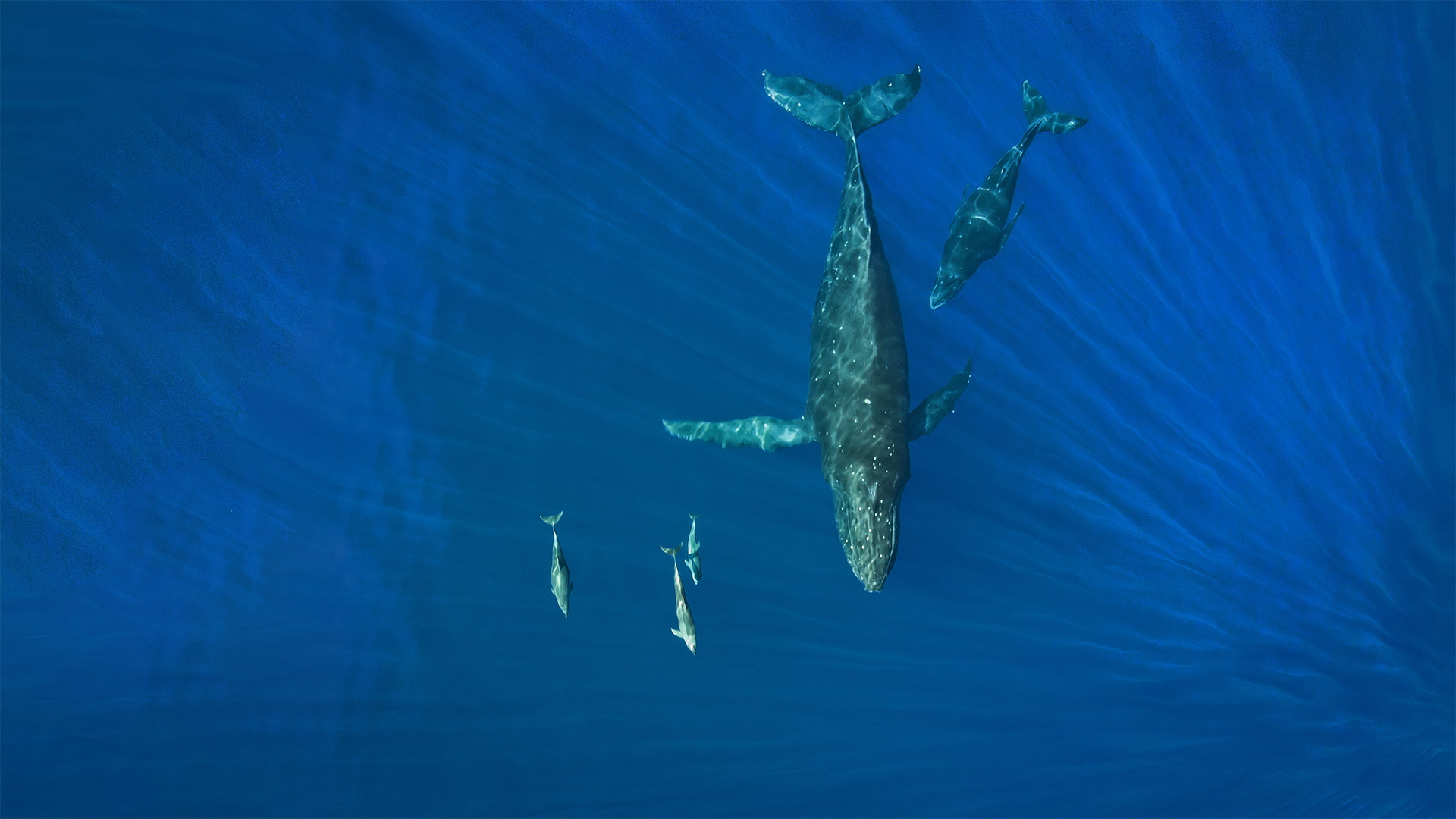 Humpback whales and dolphins, Hawaii - drewsulockcreations/Getty Images)